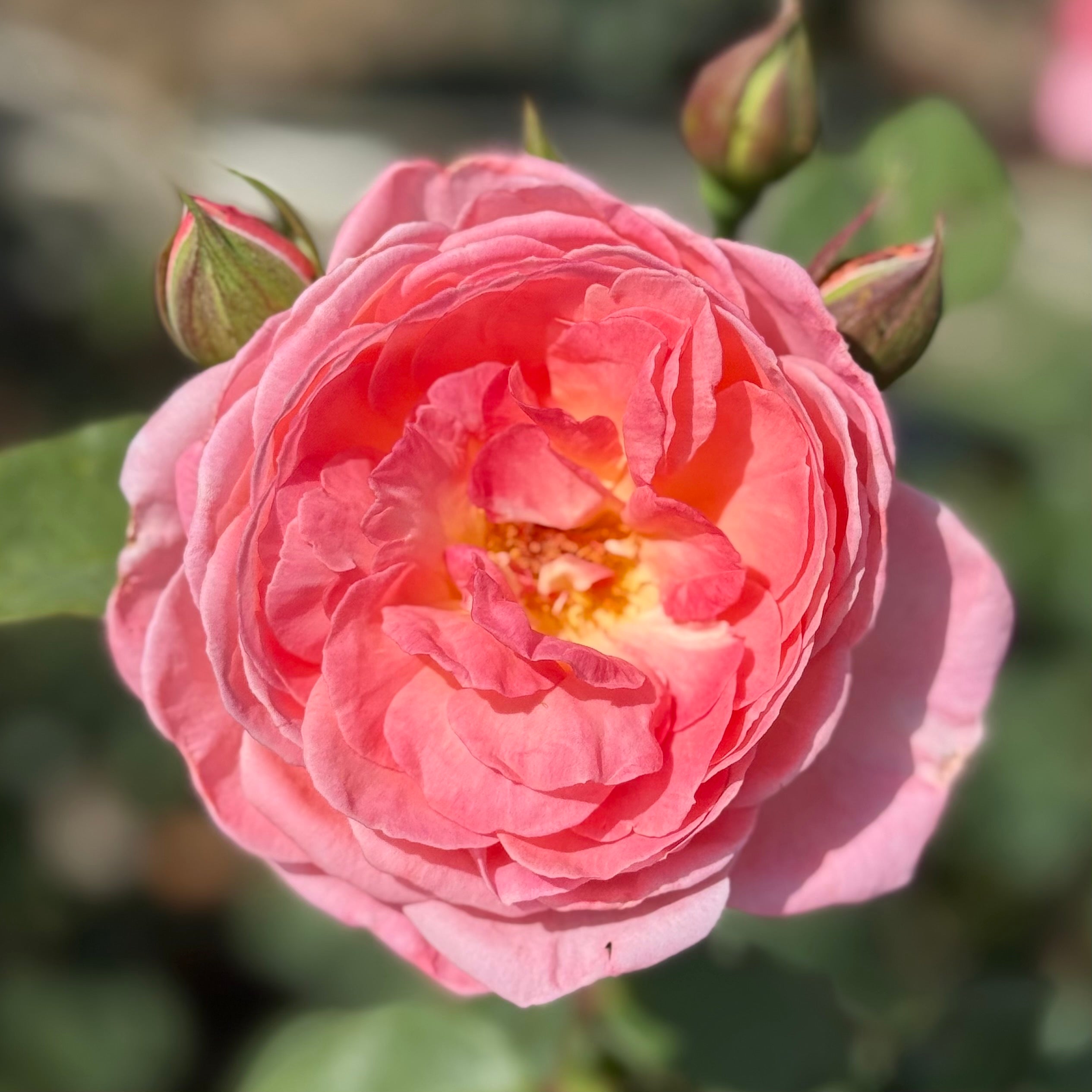 Liv Tyler® Potted Rose Bush