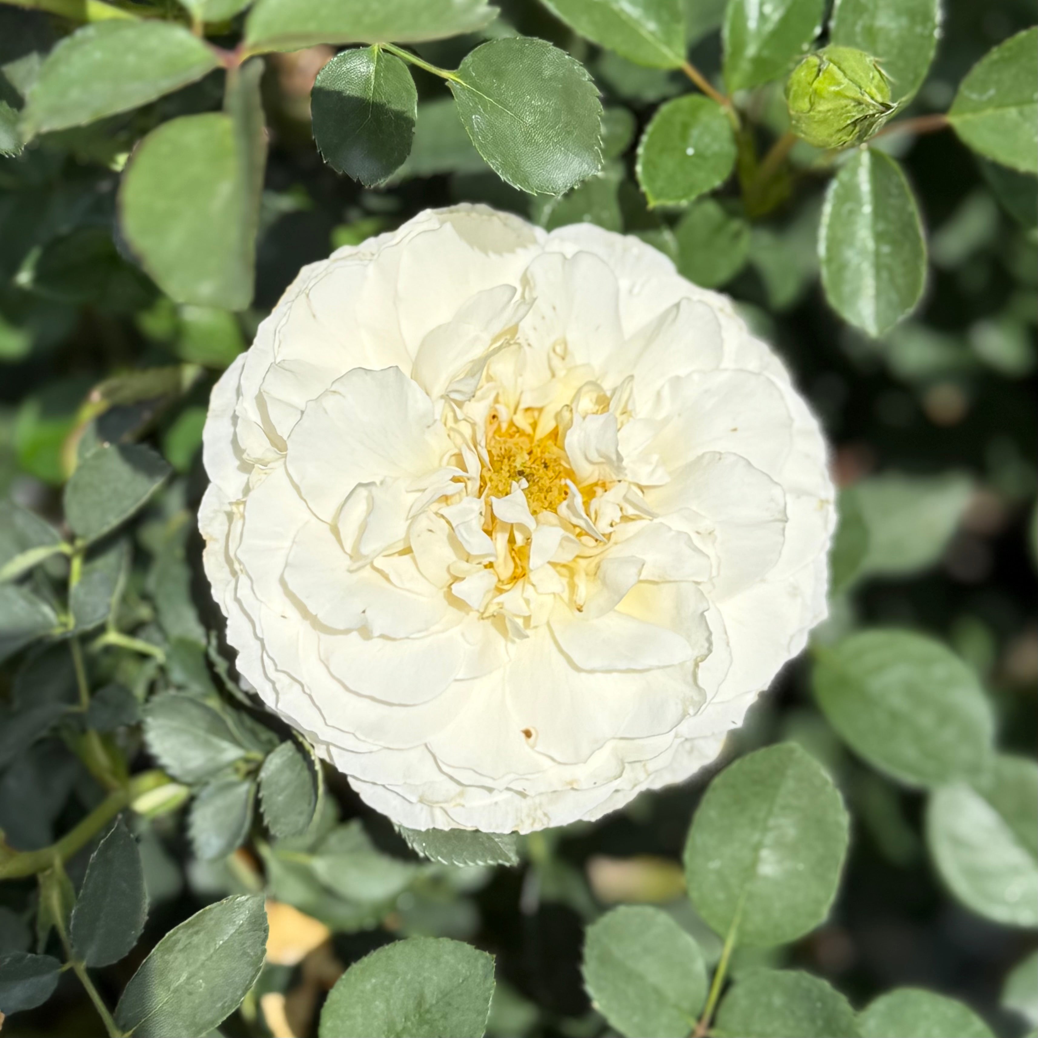 Proven Winners® Reminiscent® Crema Potted Rose Bush