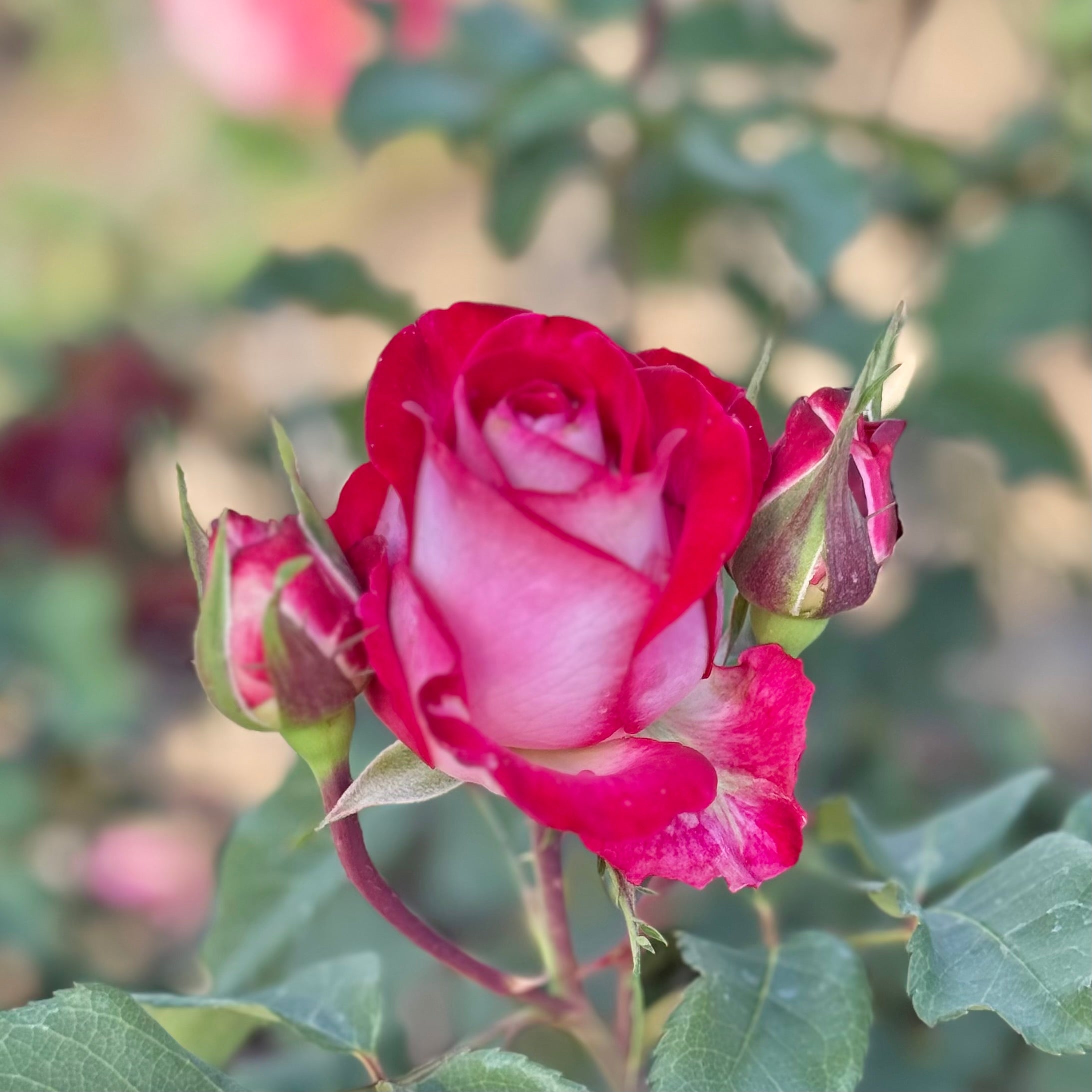 Love at First Sight Potted Rose Bush | Red Reverse Rose Bush