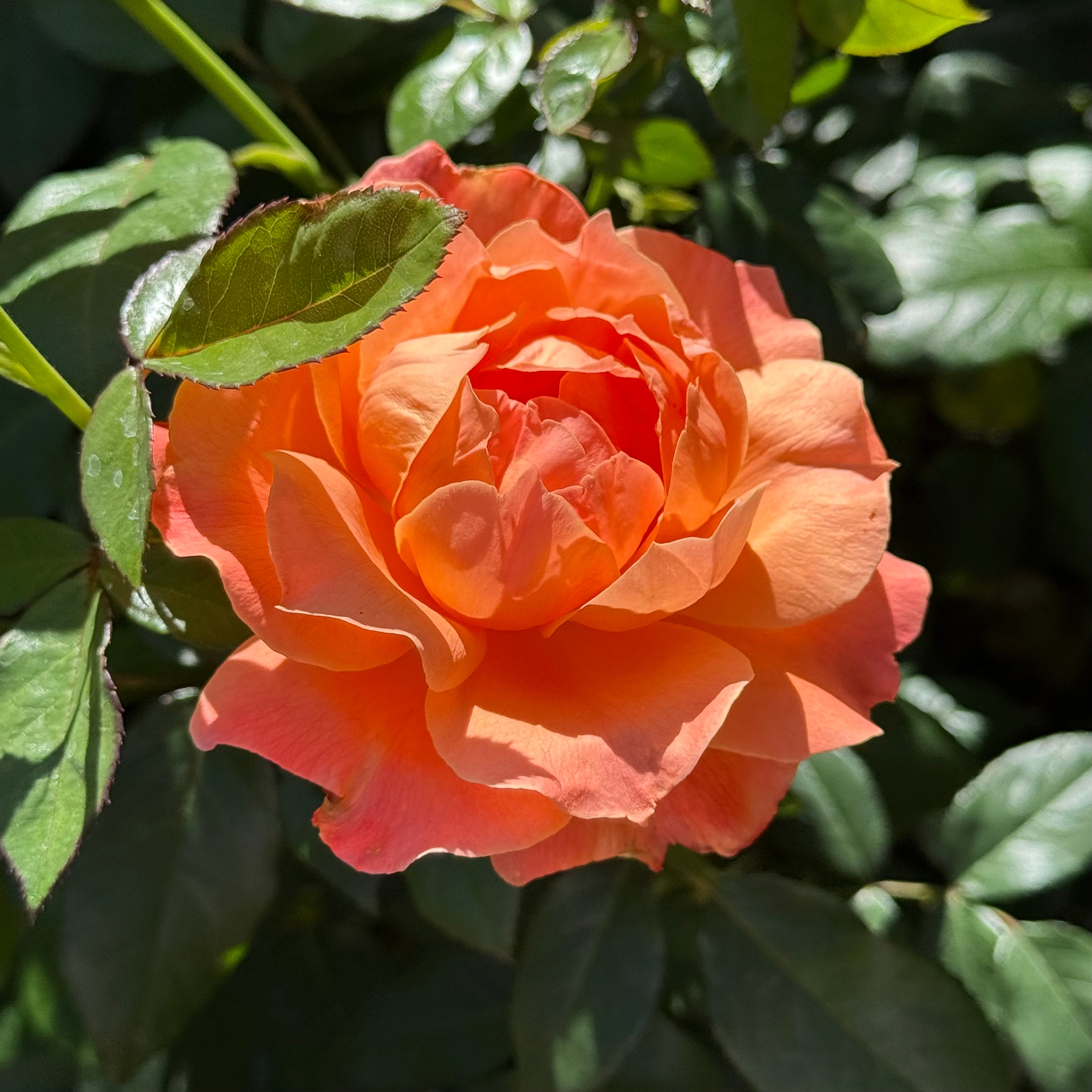 Livin Easy Tree Rose | Apricot Orange Tree Rose | Grace Rose Farm