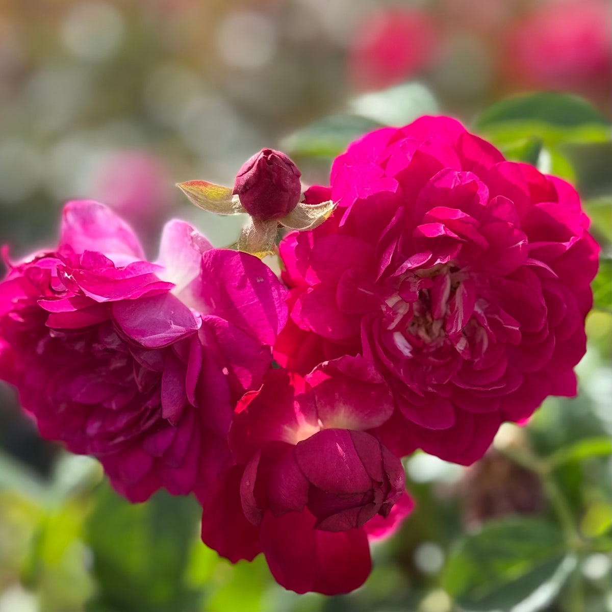 Sultry Night Potted Rose Bush | Repeat Blooming Rose Bush | Grace Rose Farm