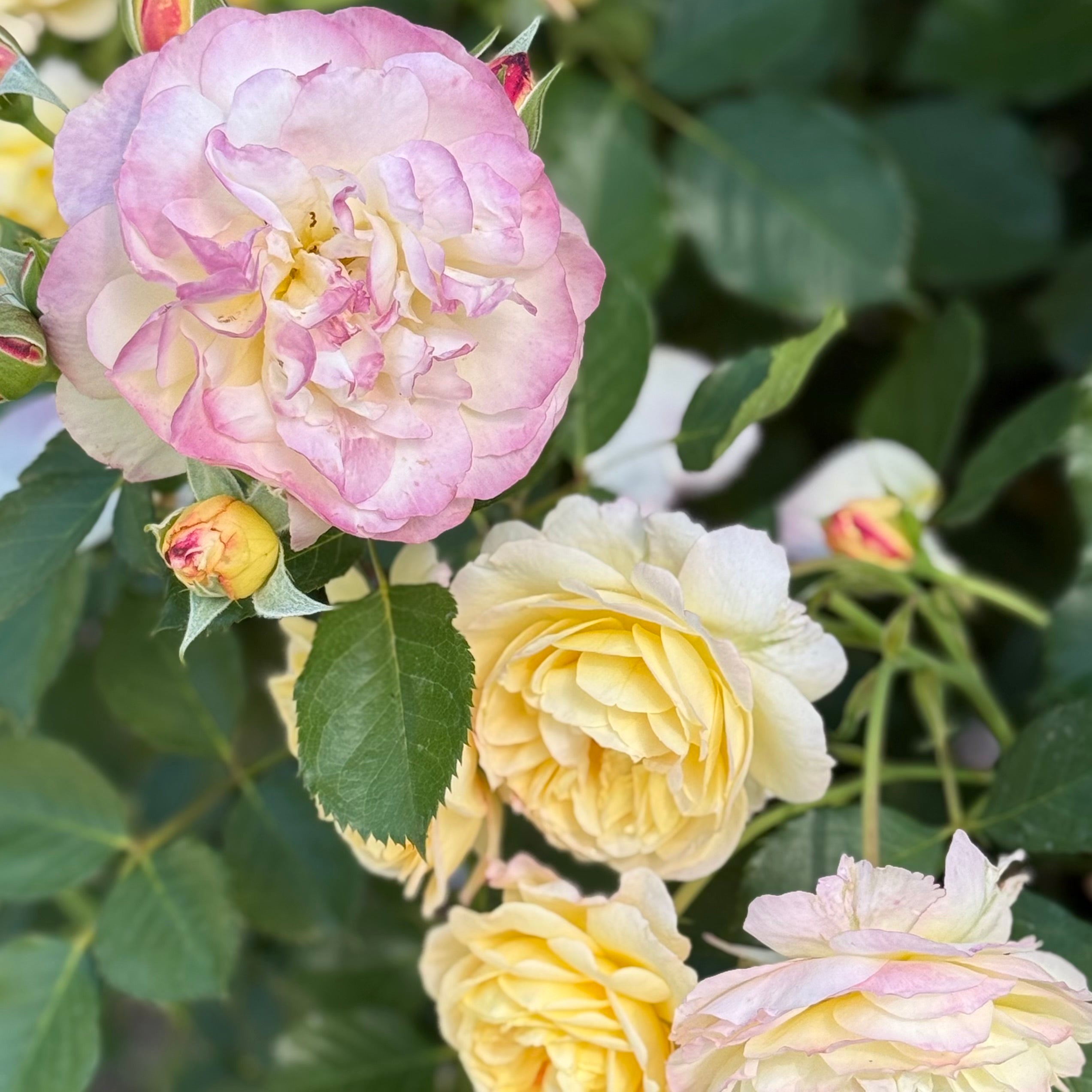 Life of the Party™ Potted Rose Bush