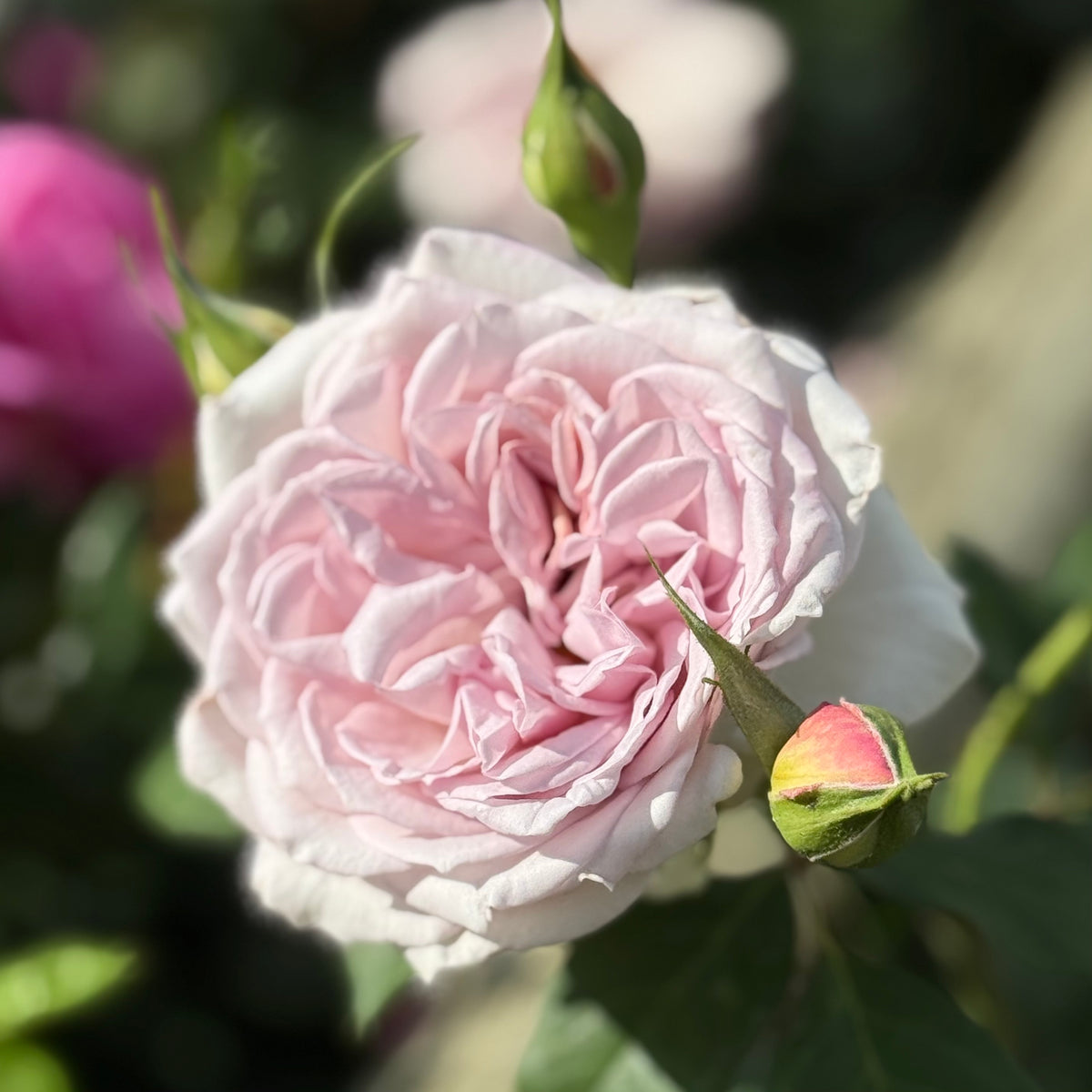 Silver Lining™ Bare Root Rose Bush