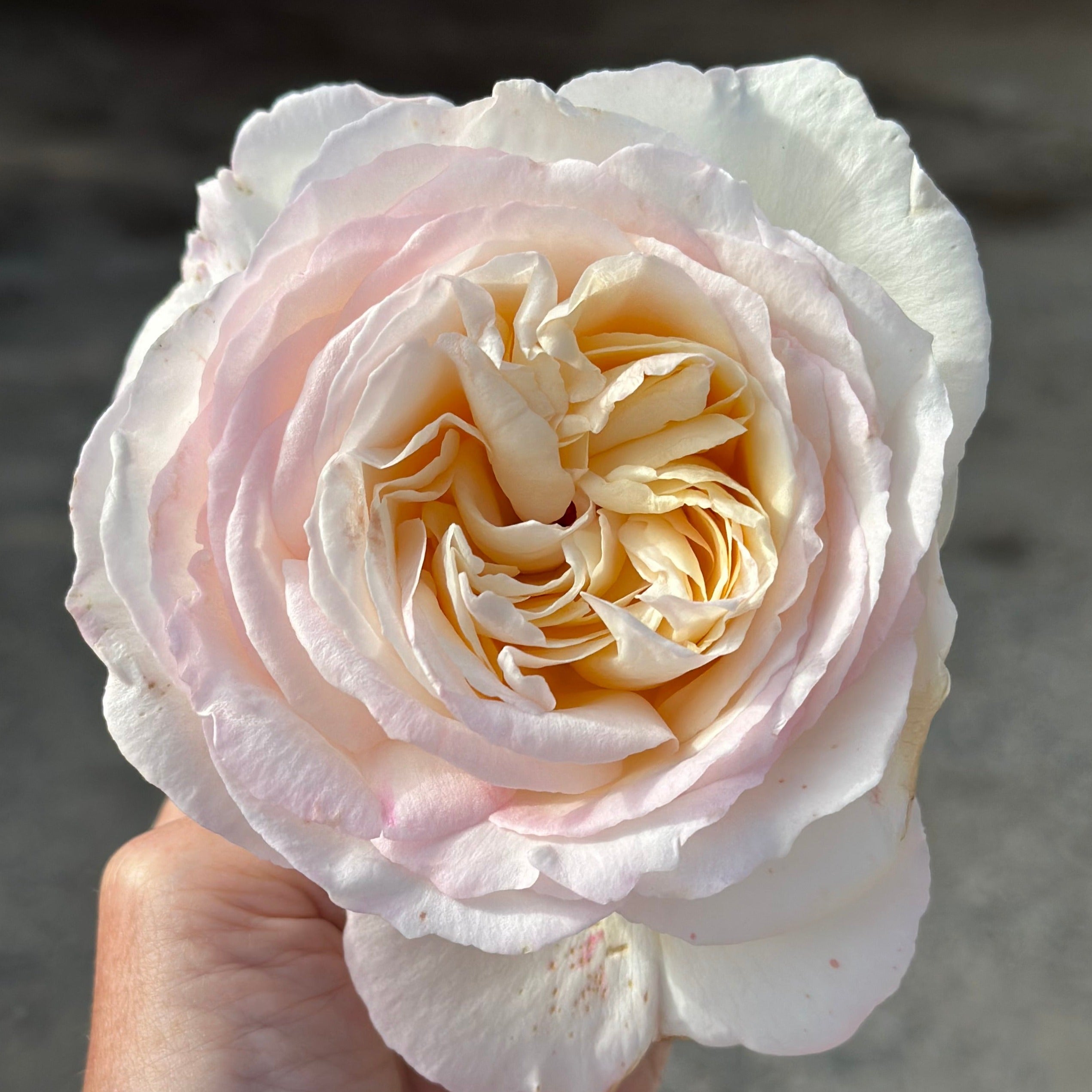 Top Cream™ Potted Rose Bush