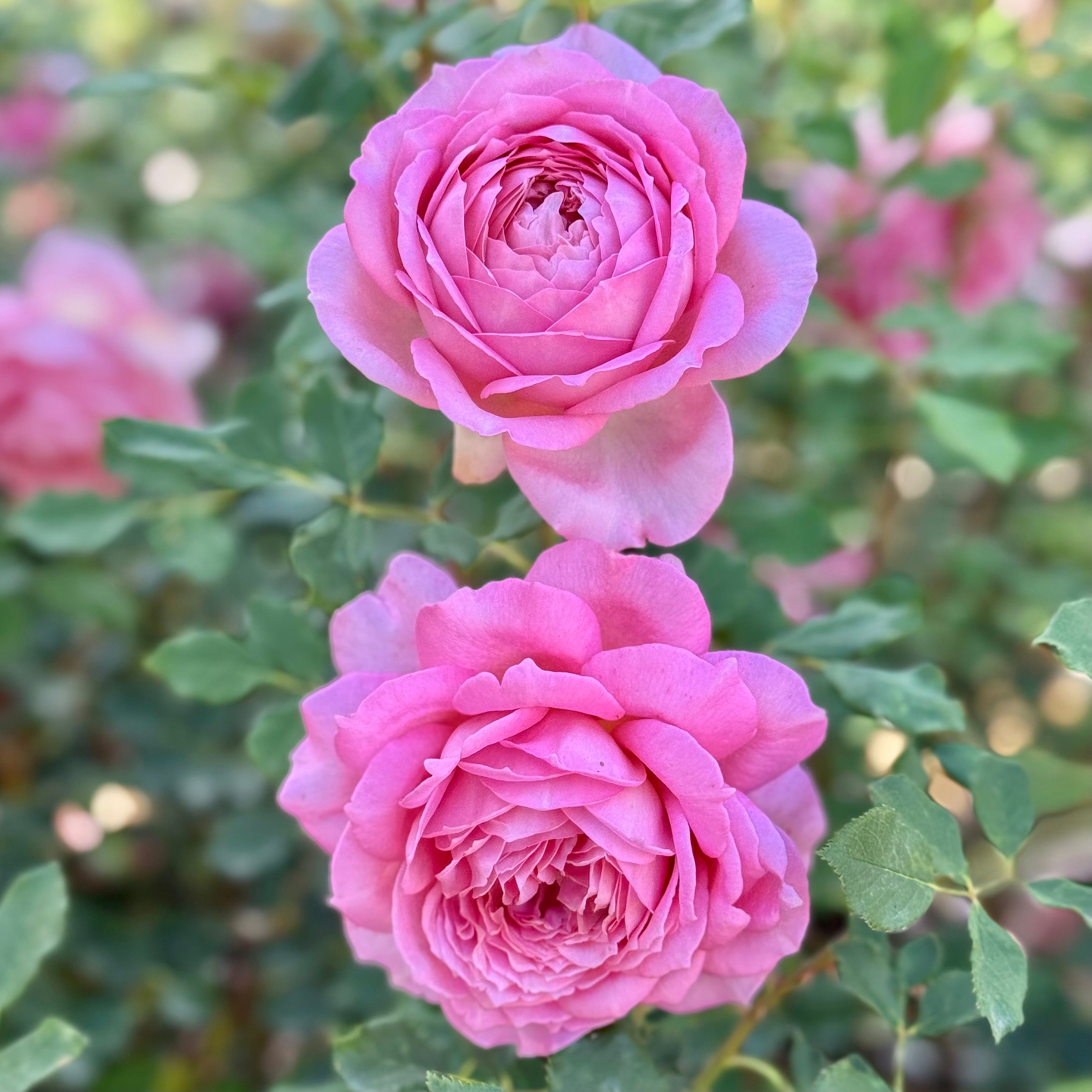 David Austin® Jubilee Celebration® Potted Rose Bush