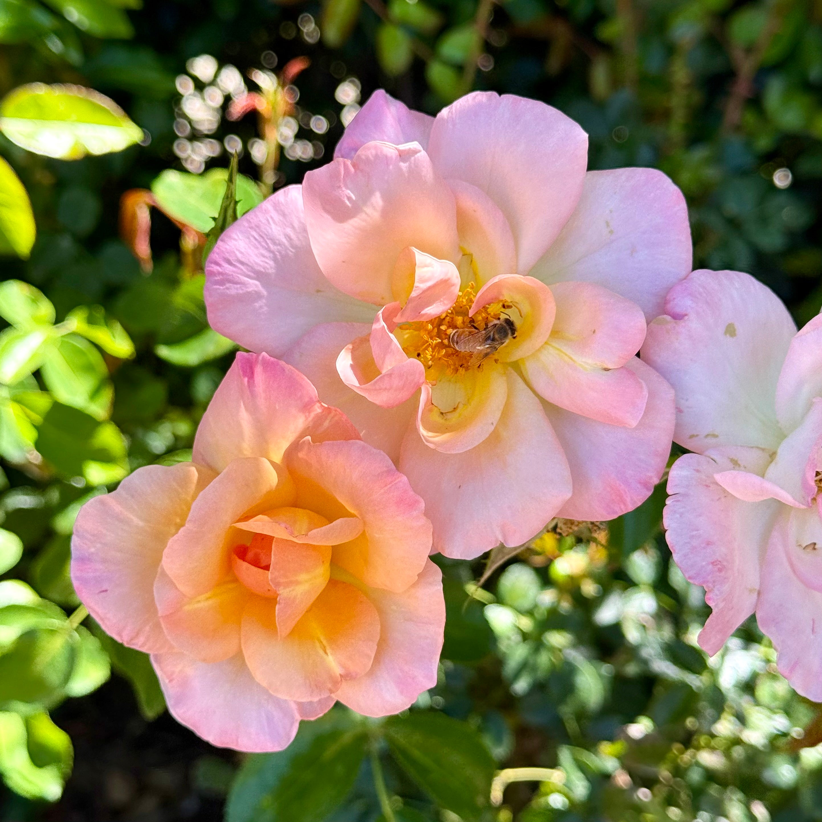 Bright and Shiny™ Potted Rose Bush