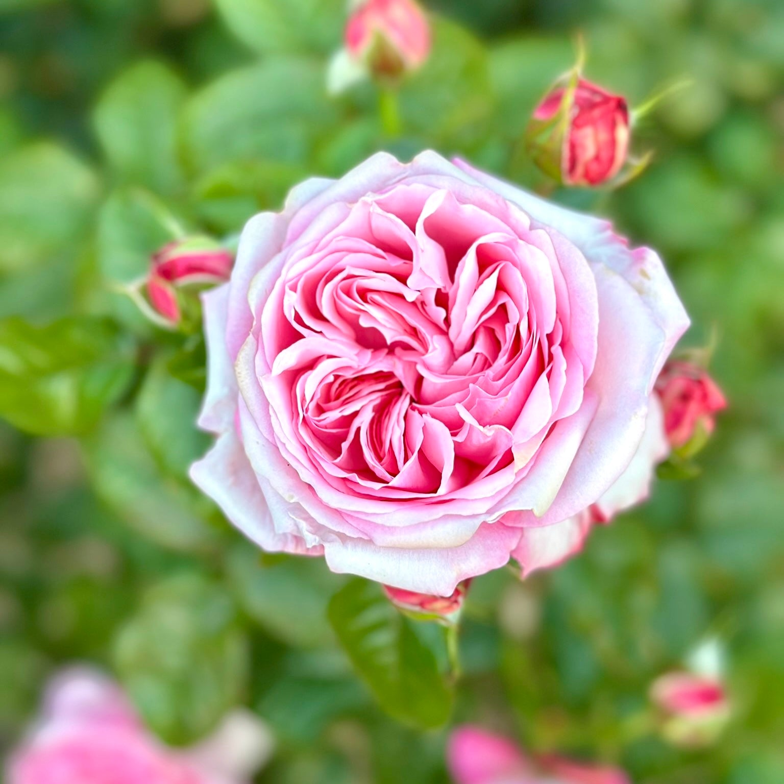 Romantica® Ball Gown™ Potted Rose Bush