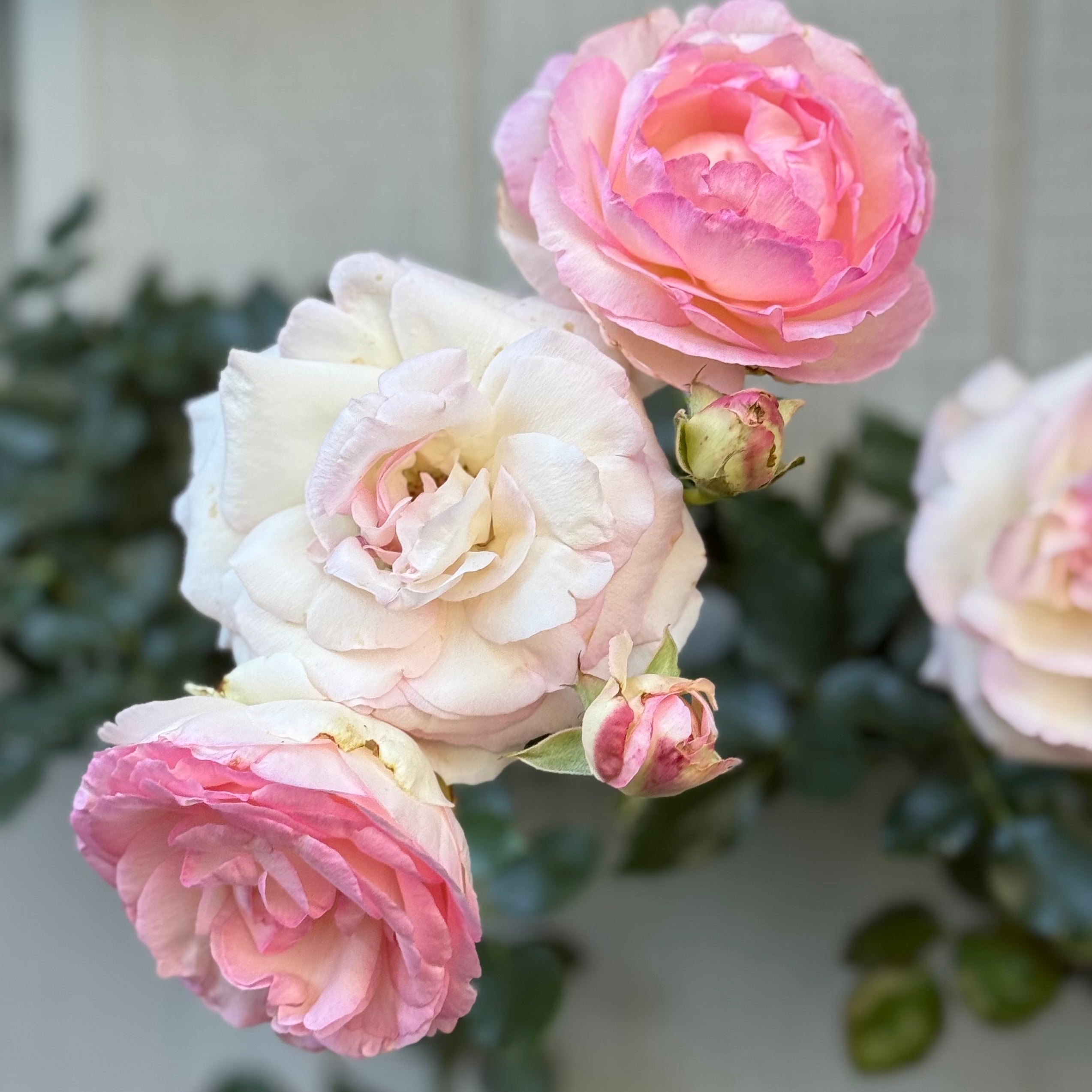 Eden Climber® Potted Climbing Rose