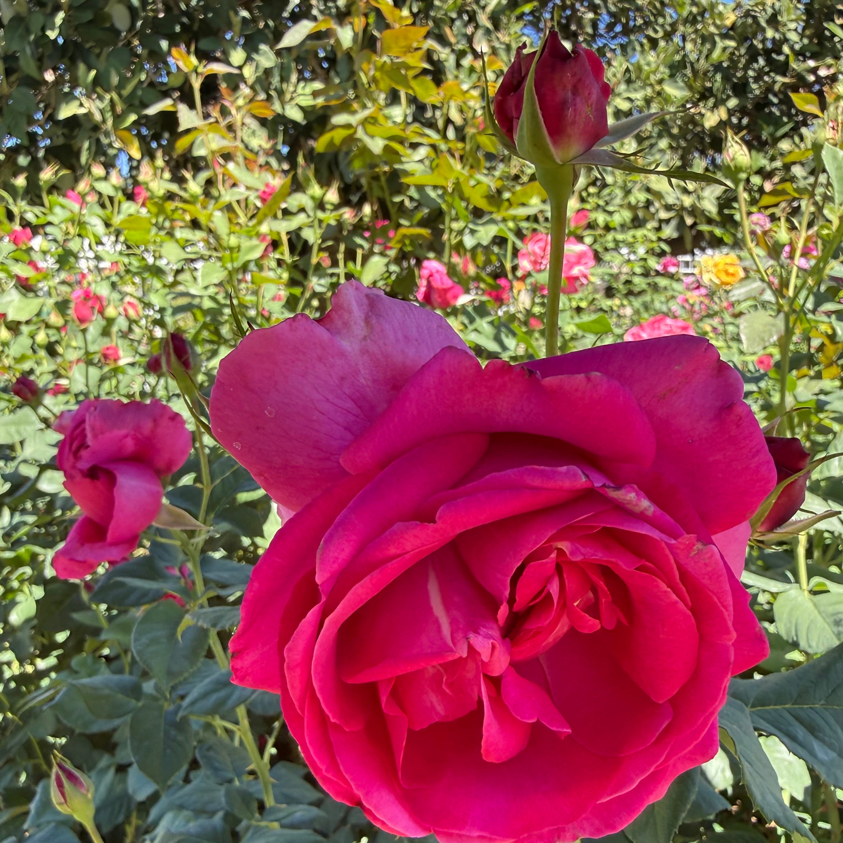 Grand Dame™ Potted Tree Rose - Grace Rose Farm