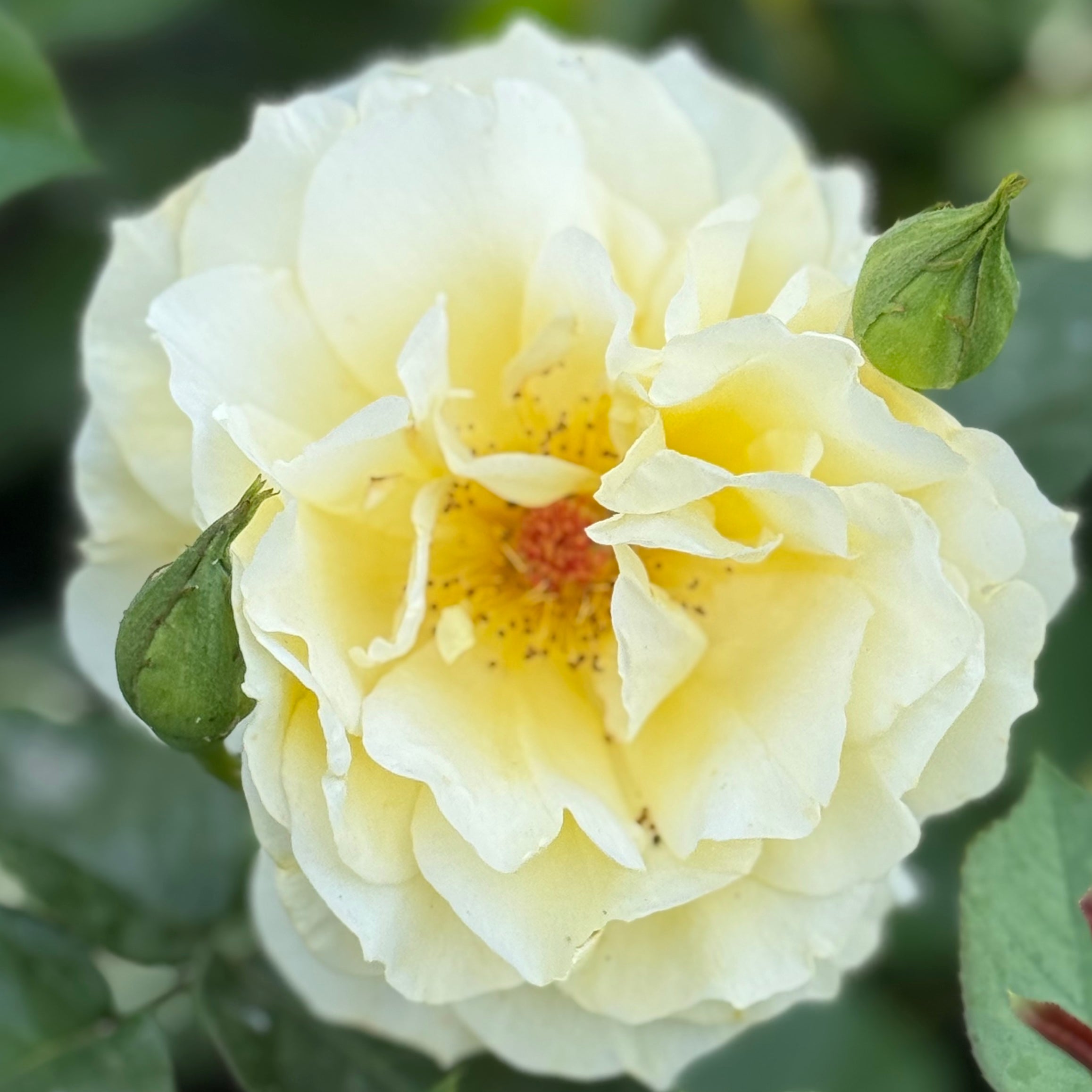 Quest for Zest™ Potted Tree Rose