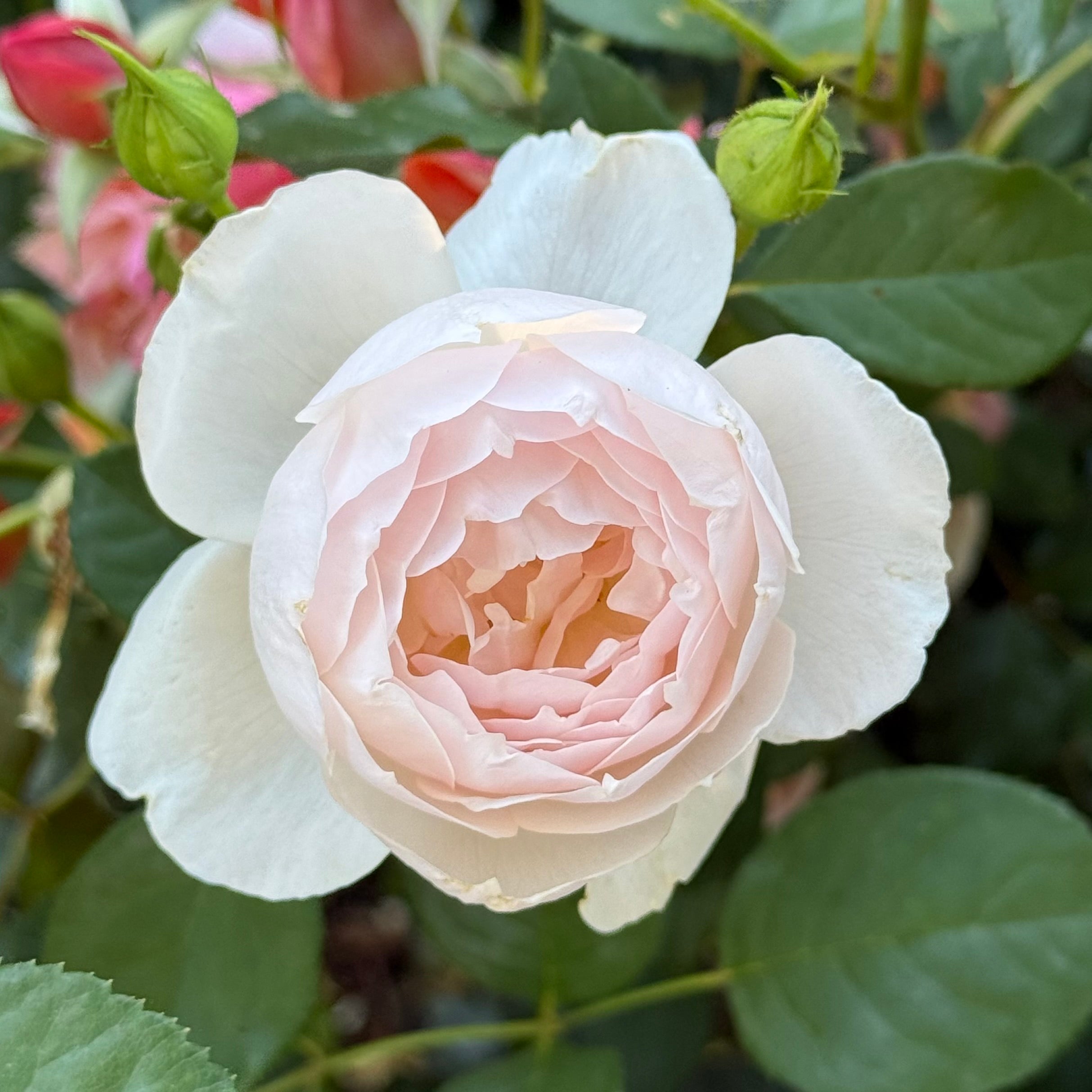 Desdemona Climbing Rose | David Austin White Climber | Grace Rose Farm