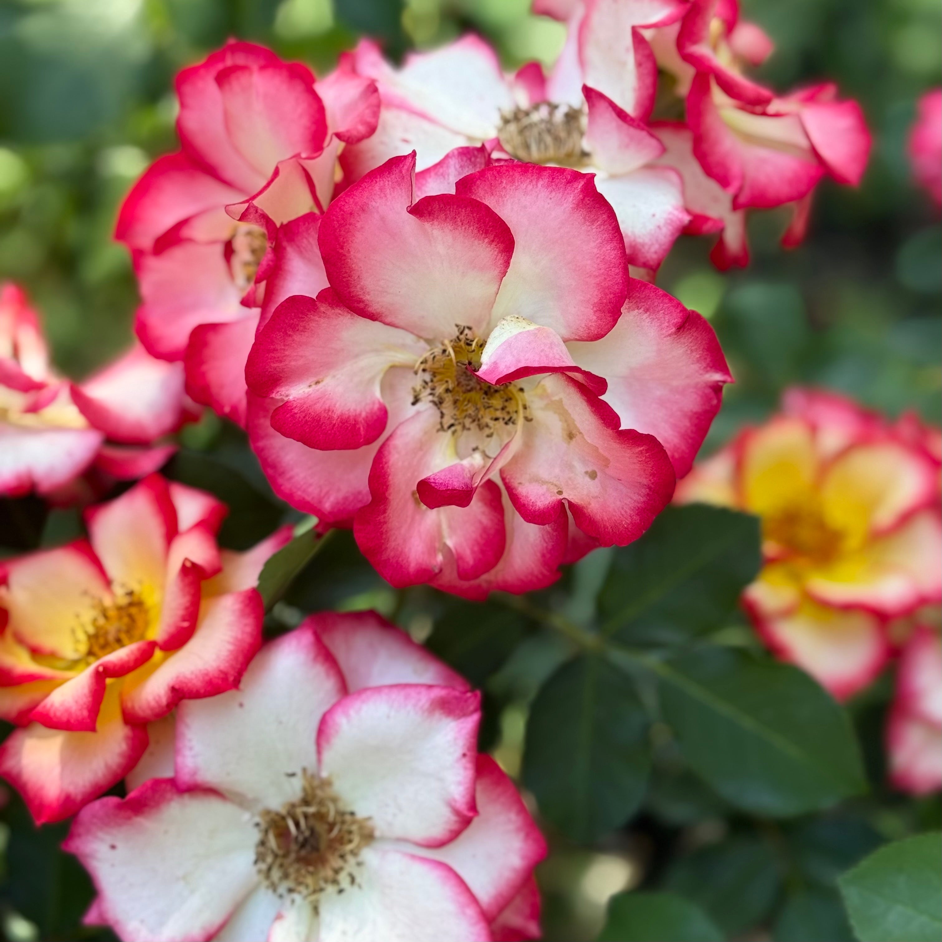 Betty Boop Potted Rose Bush