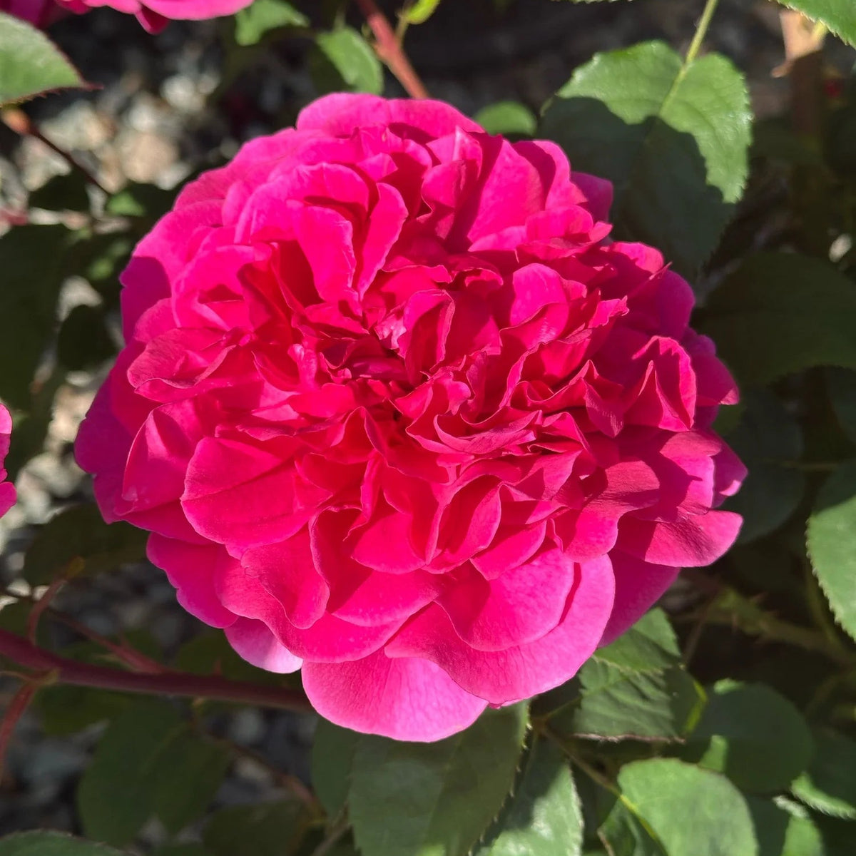 Fragrant Showpiece™ Berry Bare Root Rose Bush