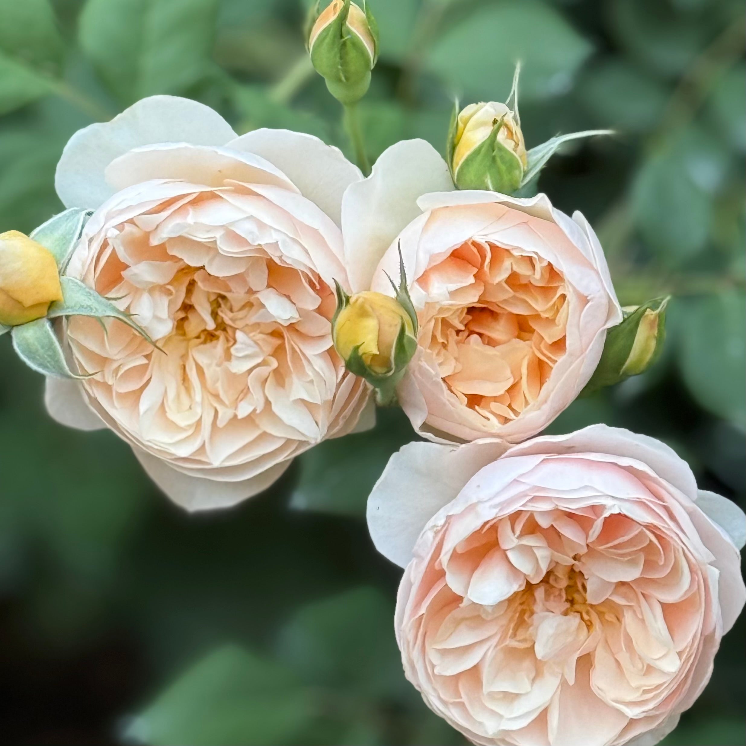 Roald Dahl Tree Rose | David Austin Apricot Tree Rose | Grace Rose