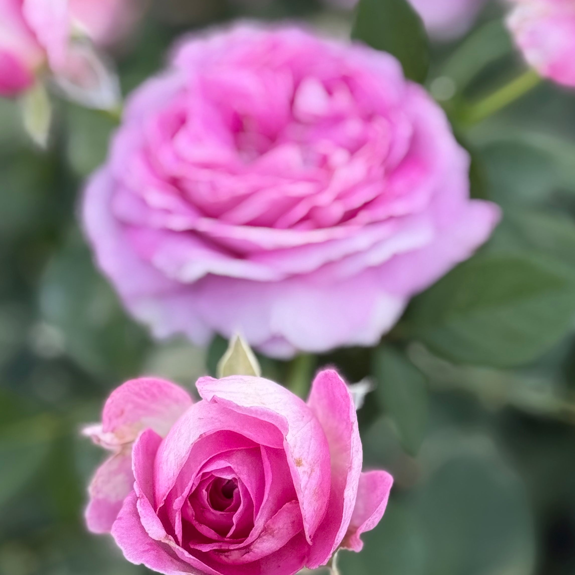 Raspberry Cupcake Potted Rose Bush | Bright Pink Rose Plant