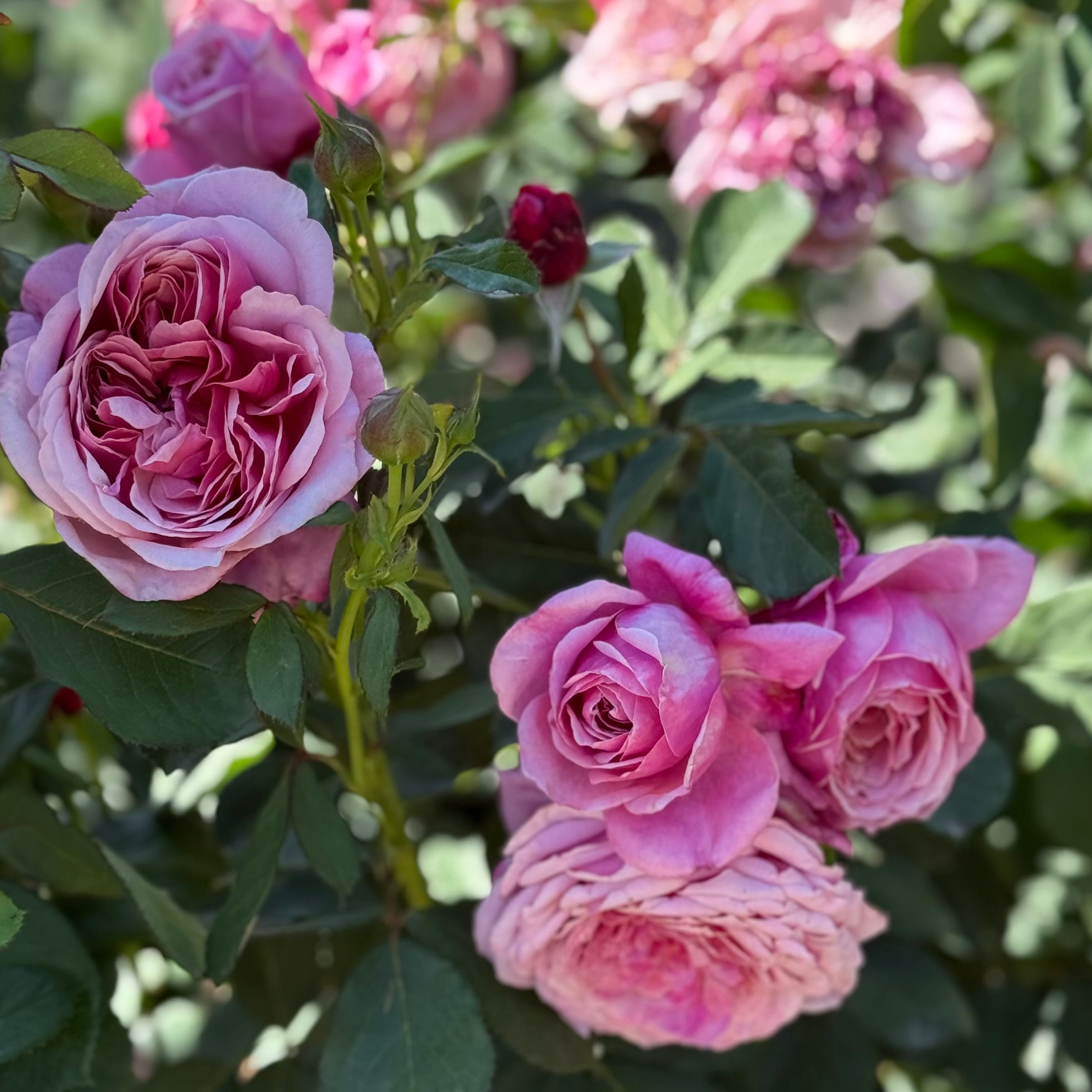 Queen Of Elegance Tree Rose | Elegant Pink Tree Rose | Grace Rose Farm