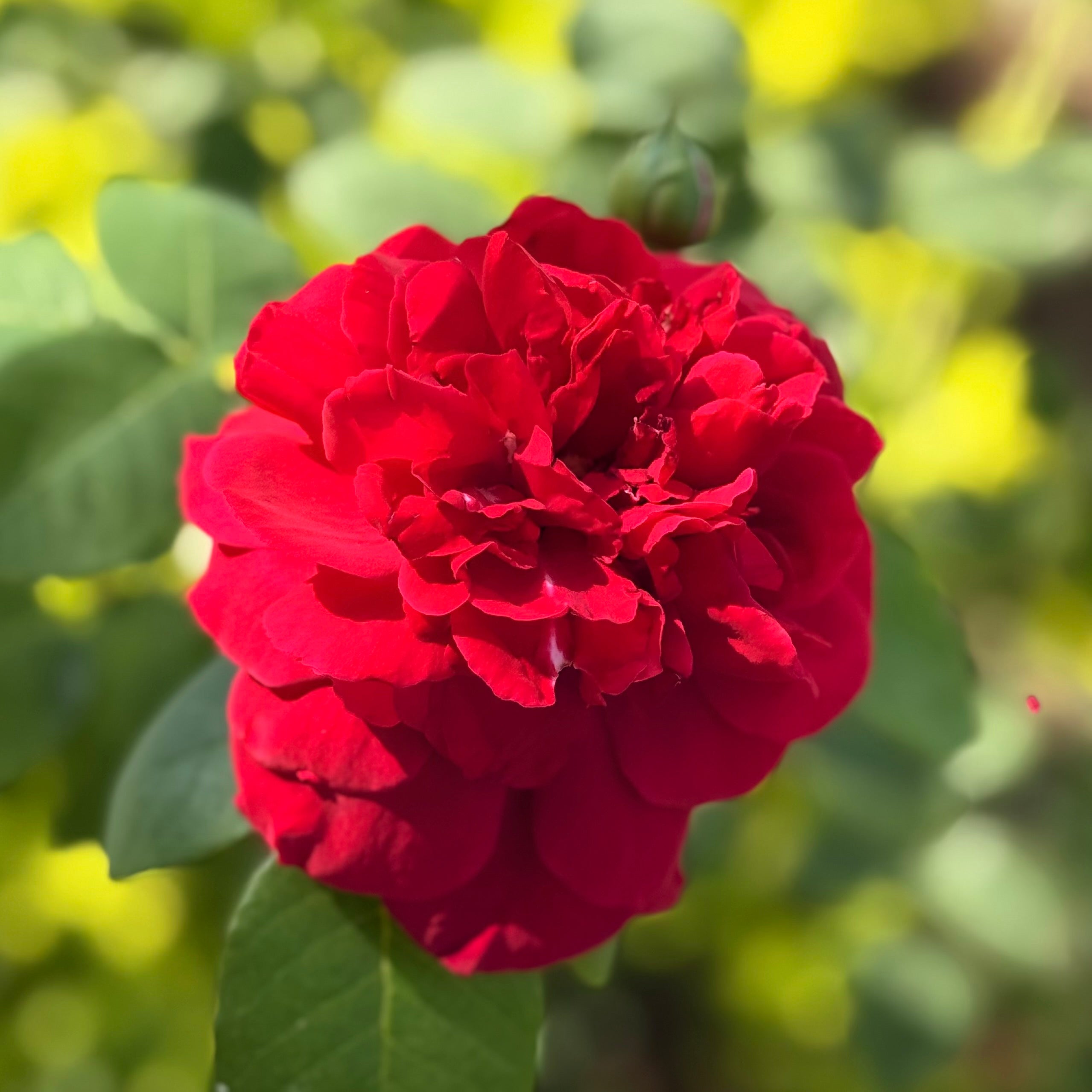 David Austin® L.D. Braithwaite® Potted Rose Bush - Grace Rose Farm