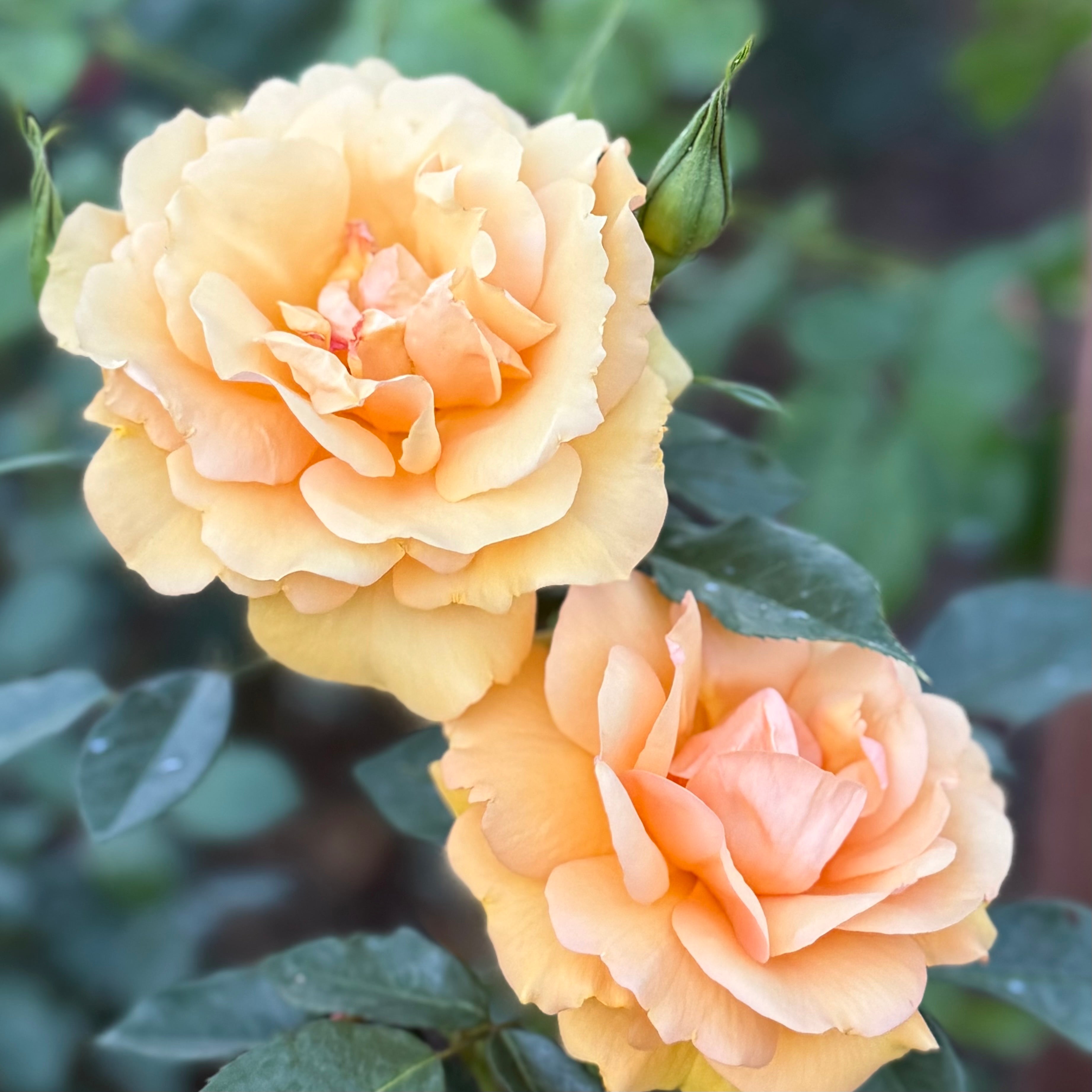 Sunbelt® South Africa® Potted Rose Bush