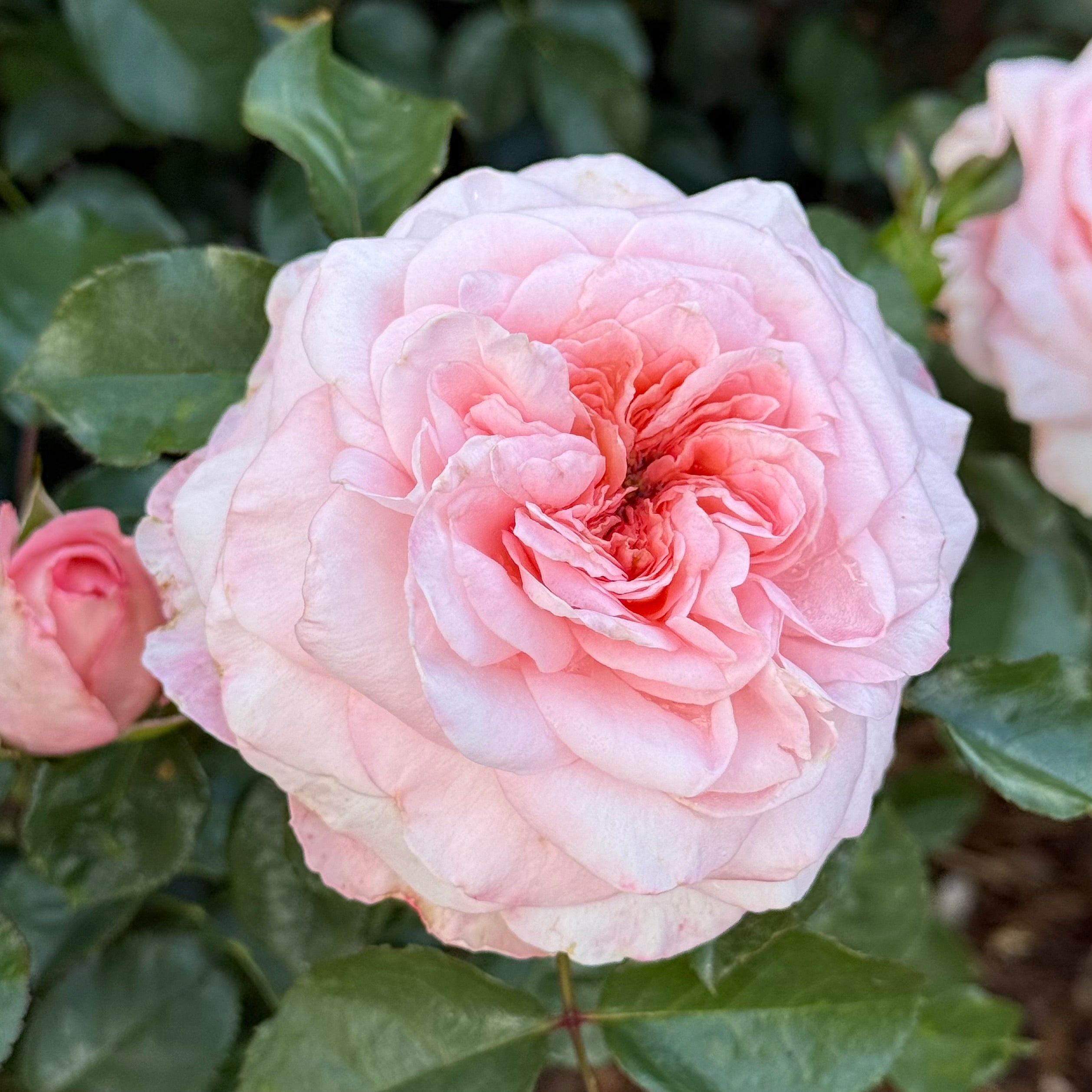 Sunbelt® Savannah™ Potted Rose Bush