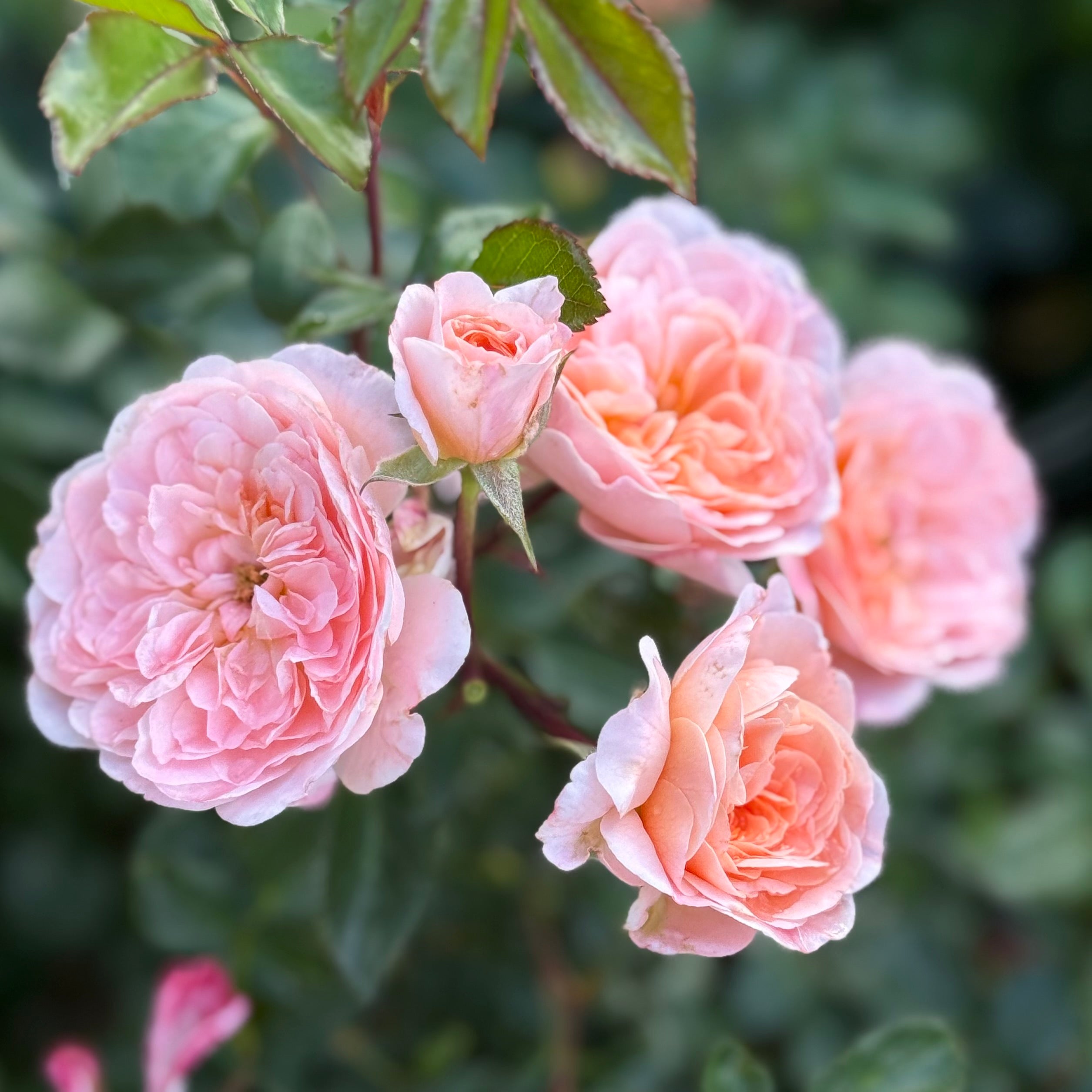 Peach Drift® Potted Rose Bush - Grace Rose Farm