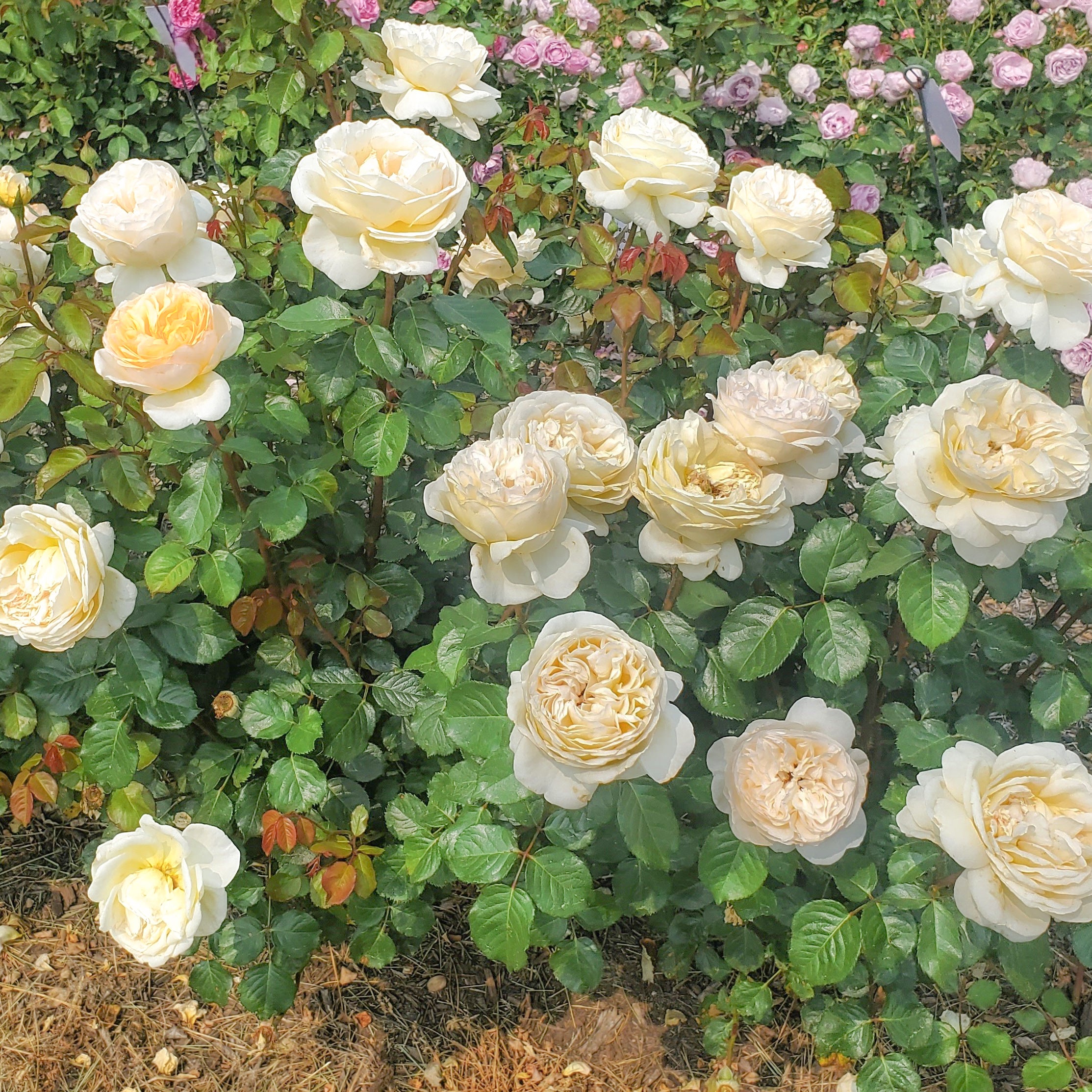Wilhelmina-Grace™ Potted Rose Bush
