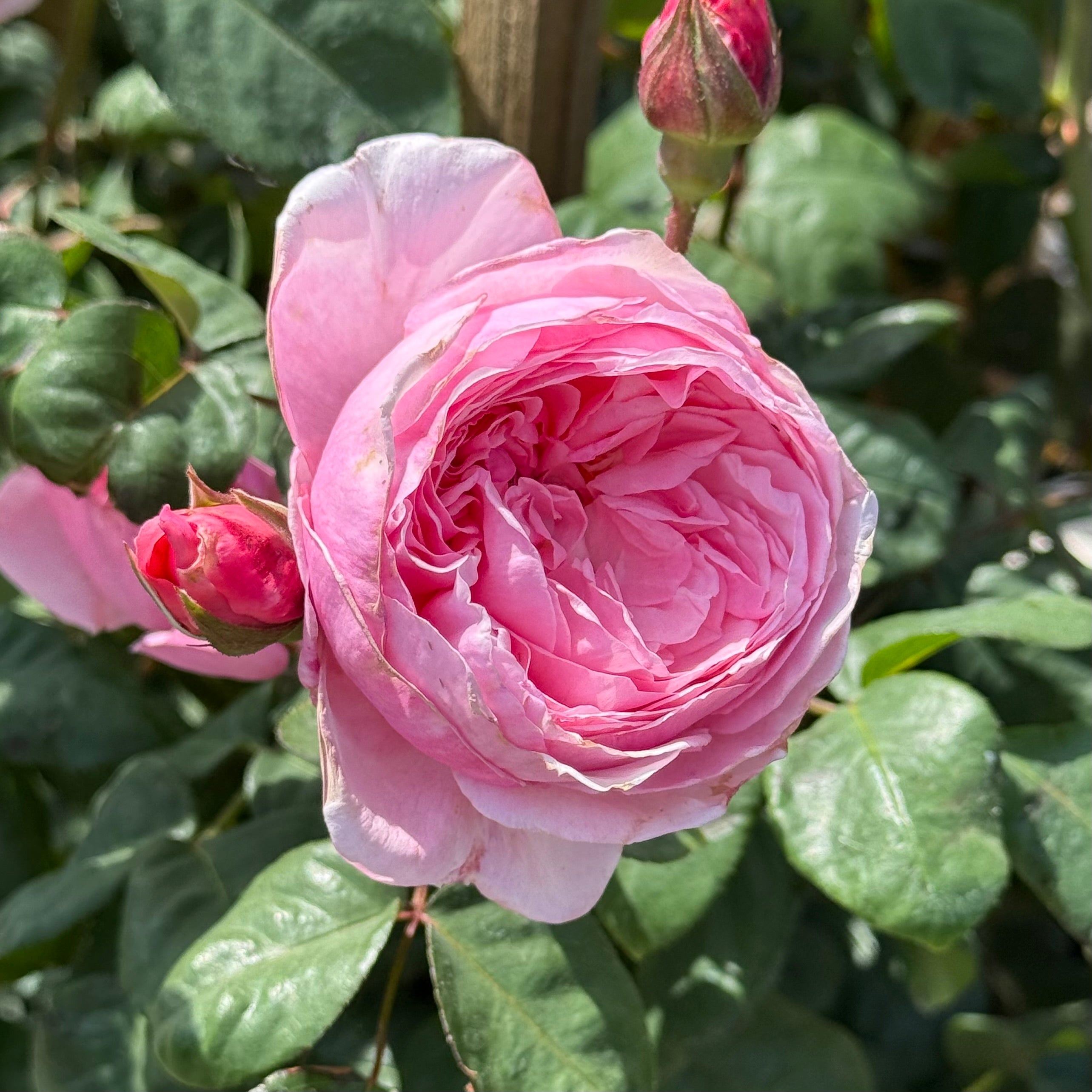 Arborose® Kiss Me Kate™ Potted Climbing Rose - Grace Rose Farm