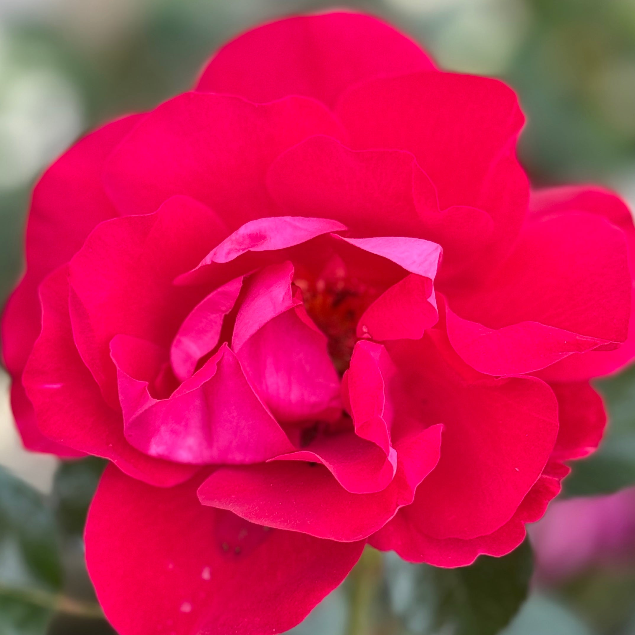 Ruby Ruby Potted Rose Bush | Red Rose Bush | Grace Rose Farm