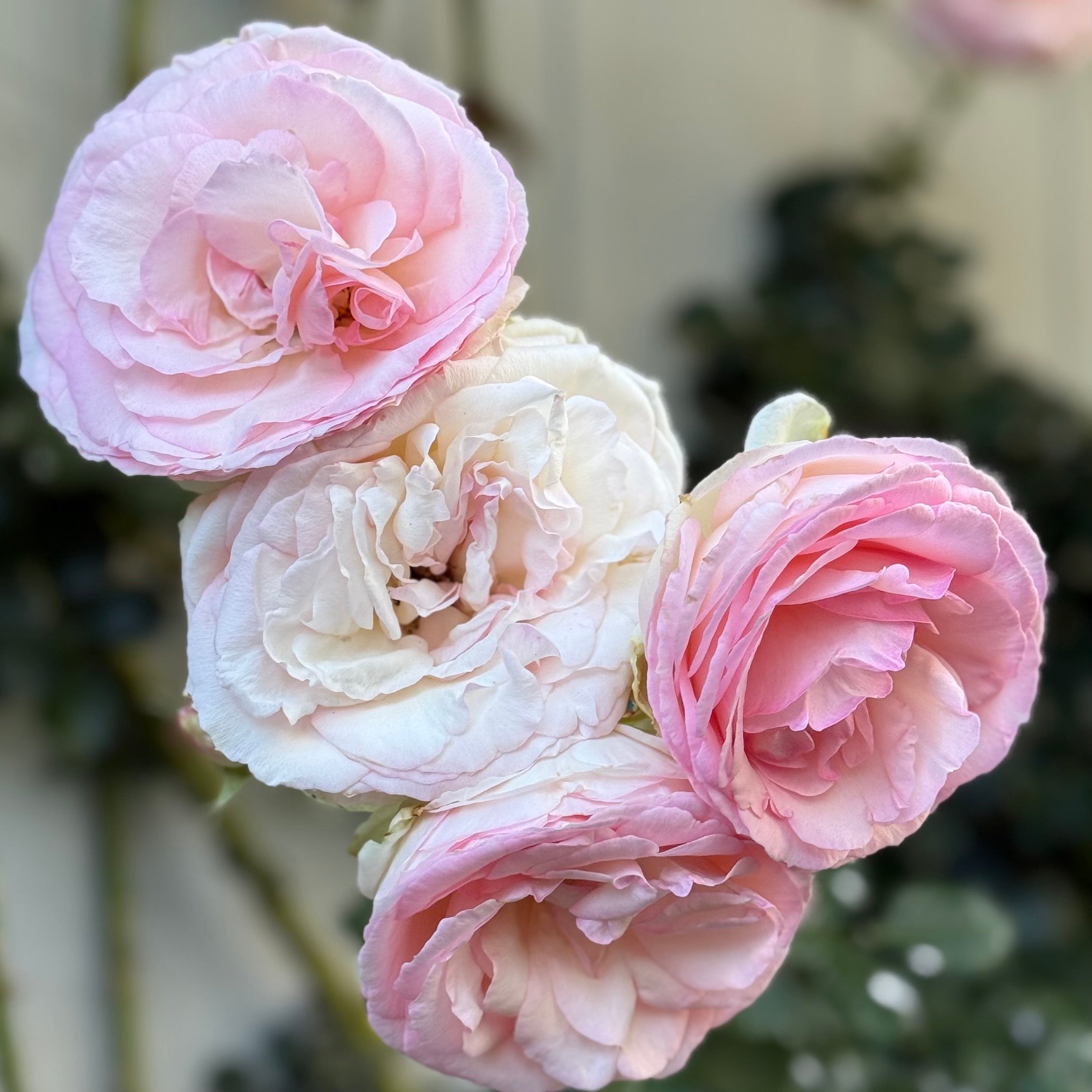 Eden Climber® Potted Climbing Rose