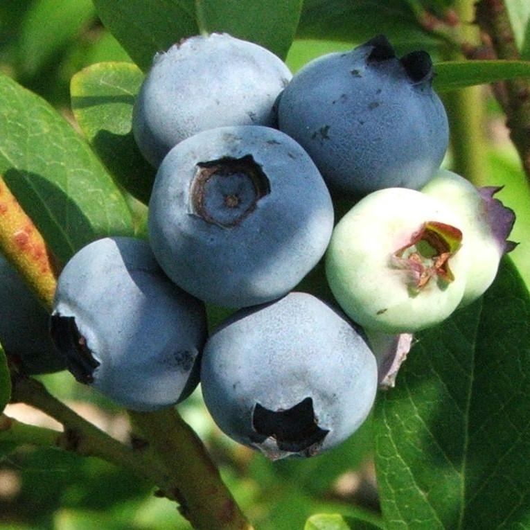 Blueberry 'Jersey' Highbush Potted Blueberry Plant