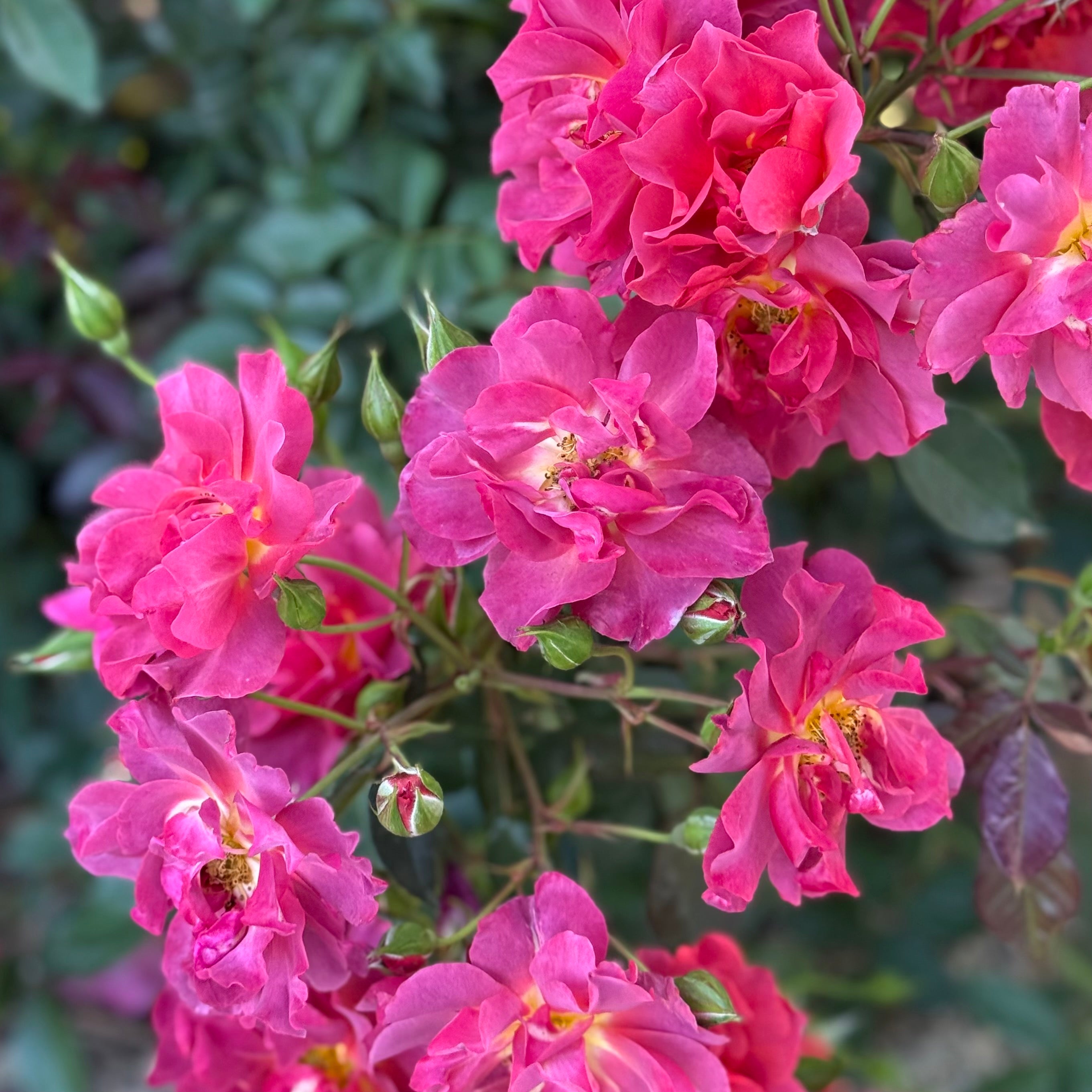 Grace Rose Farm Cinco de Mayo Rose Bush - Thumbnail 3
