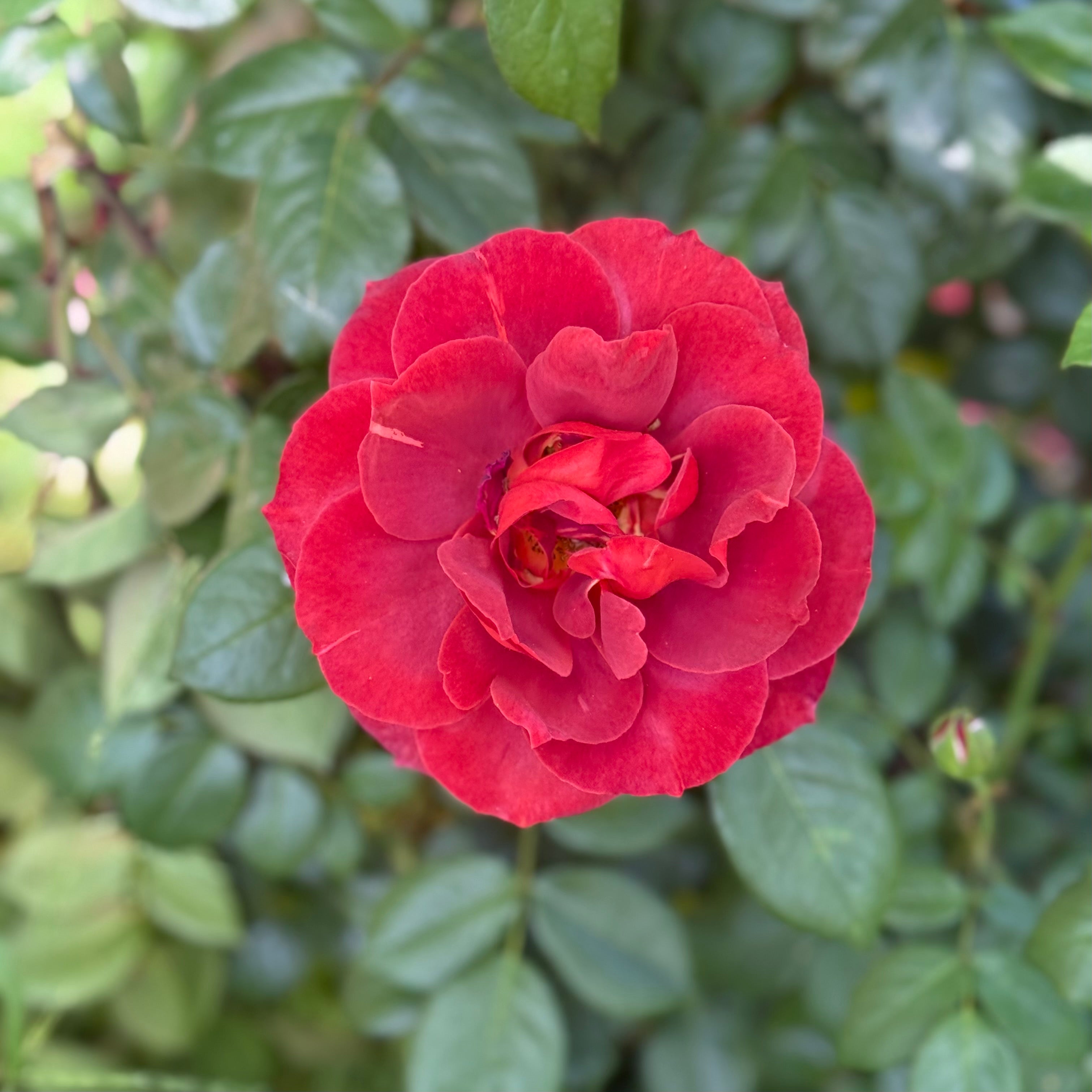 Hot Cocoa Rose | Smoky Russet Rose Bush | Grace Rose Farm