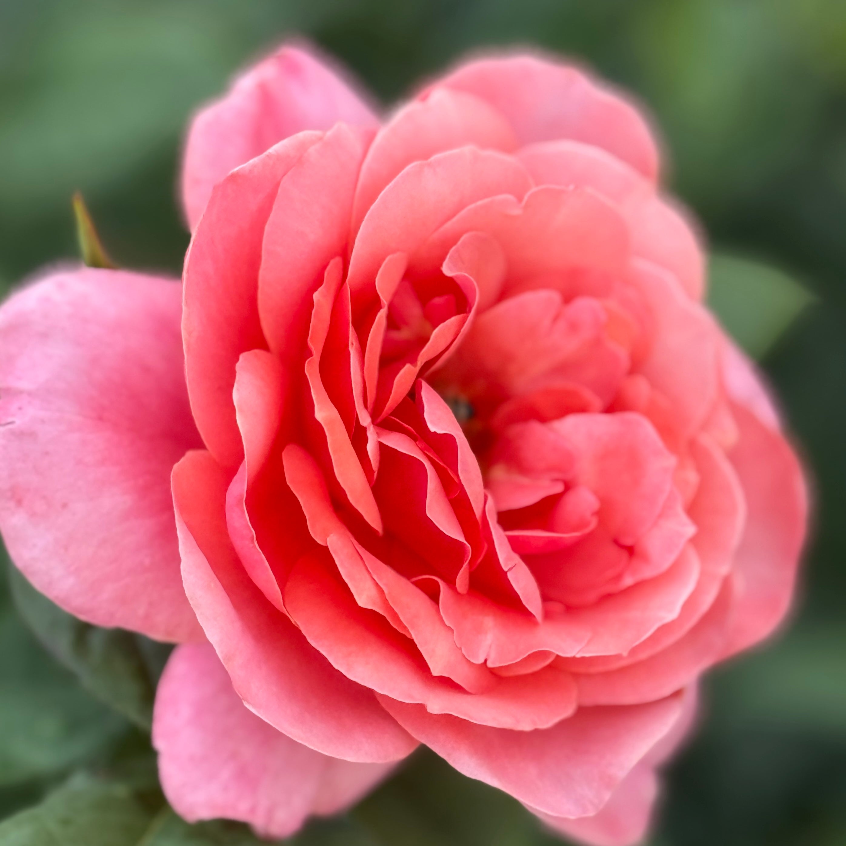 Uptown Girl® Potted Rose Bush