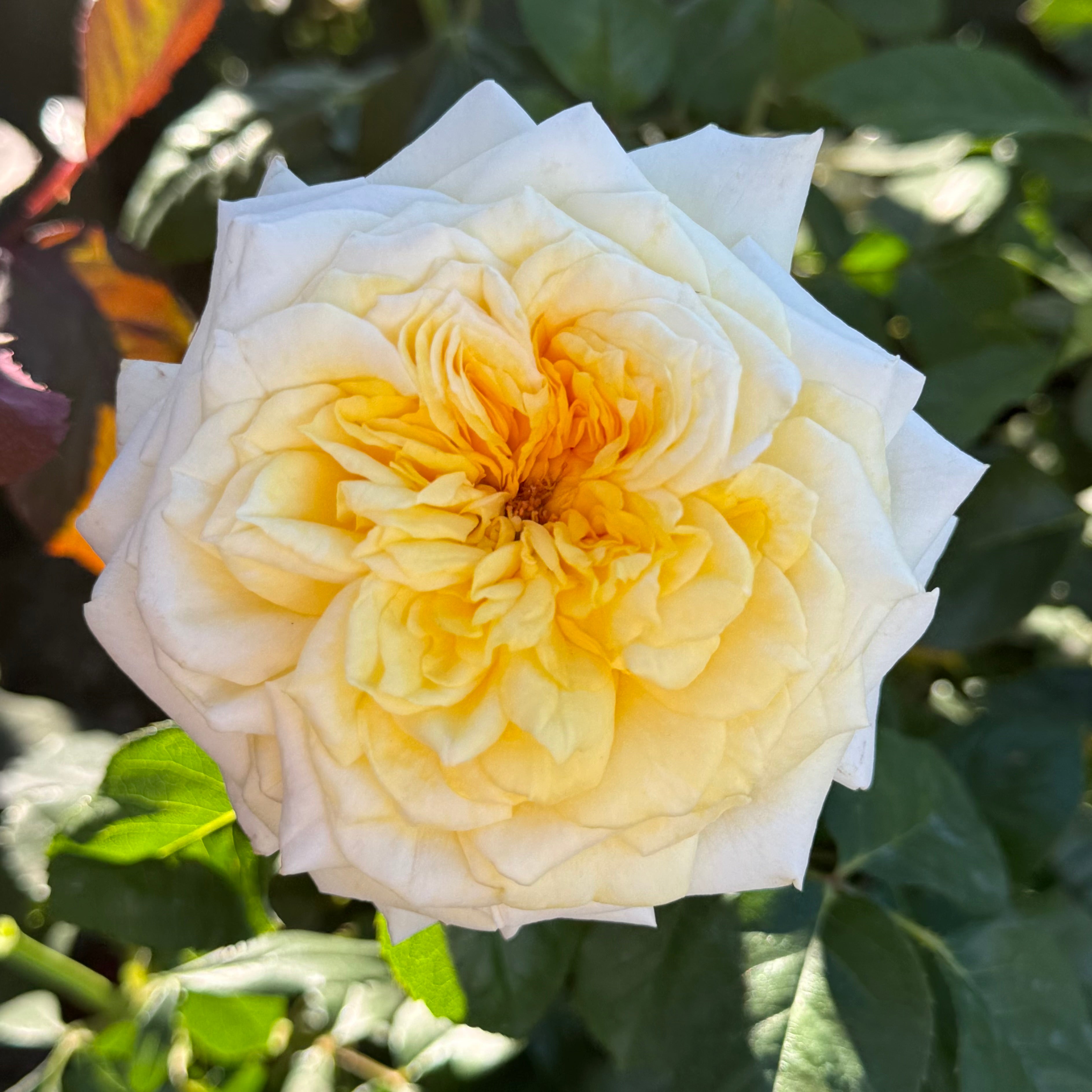 Lemontini™ Potted Rose Bush