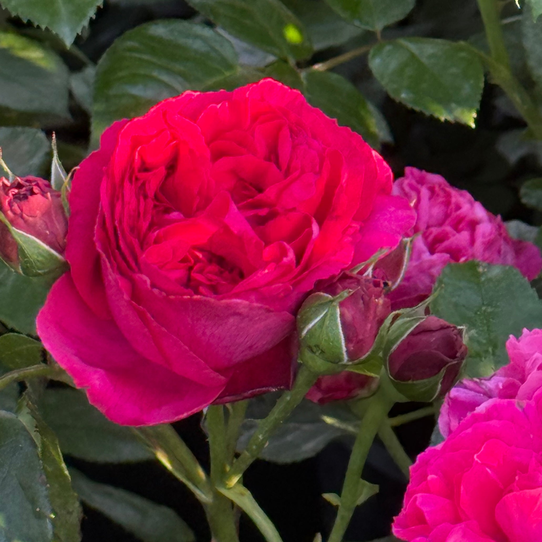 Eden Climber® Red   Bare Root Climbing Rose