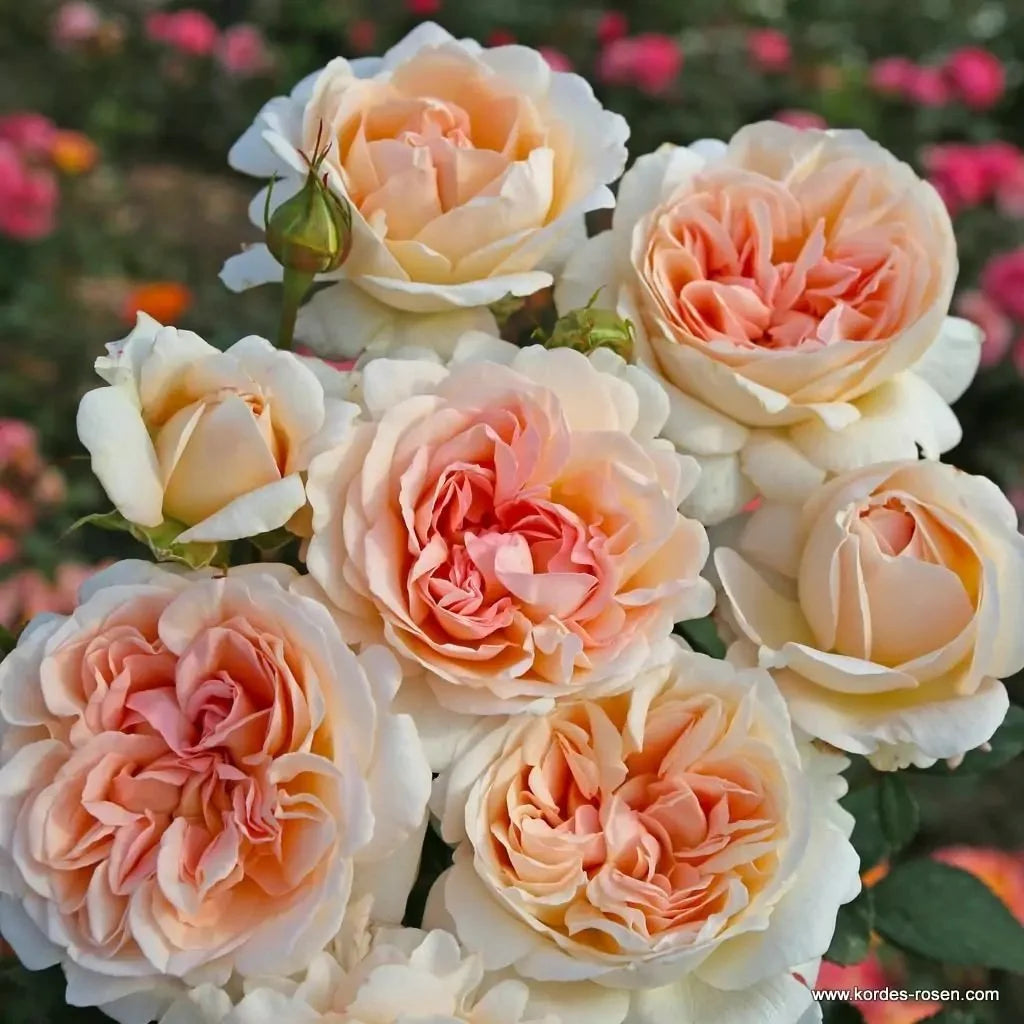 Parfuma® Sunrise (a.k.a. Sespe Sunrise) Potted Rose Bush