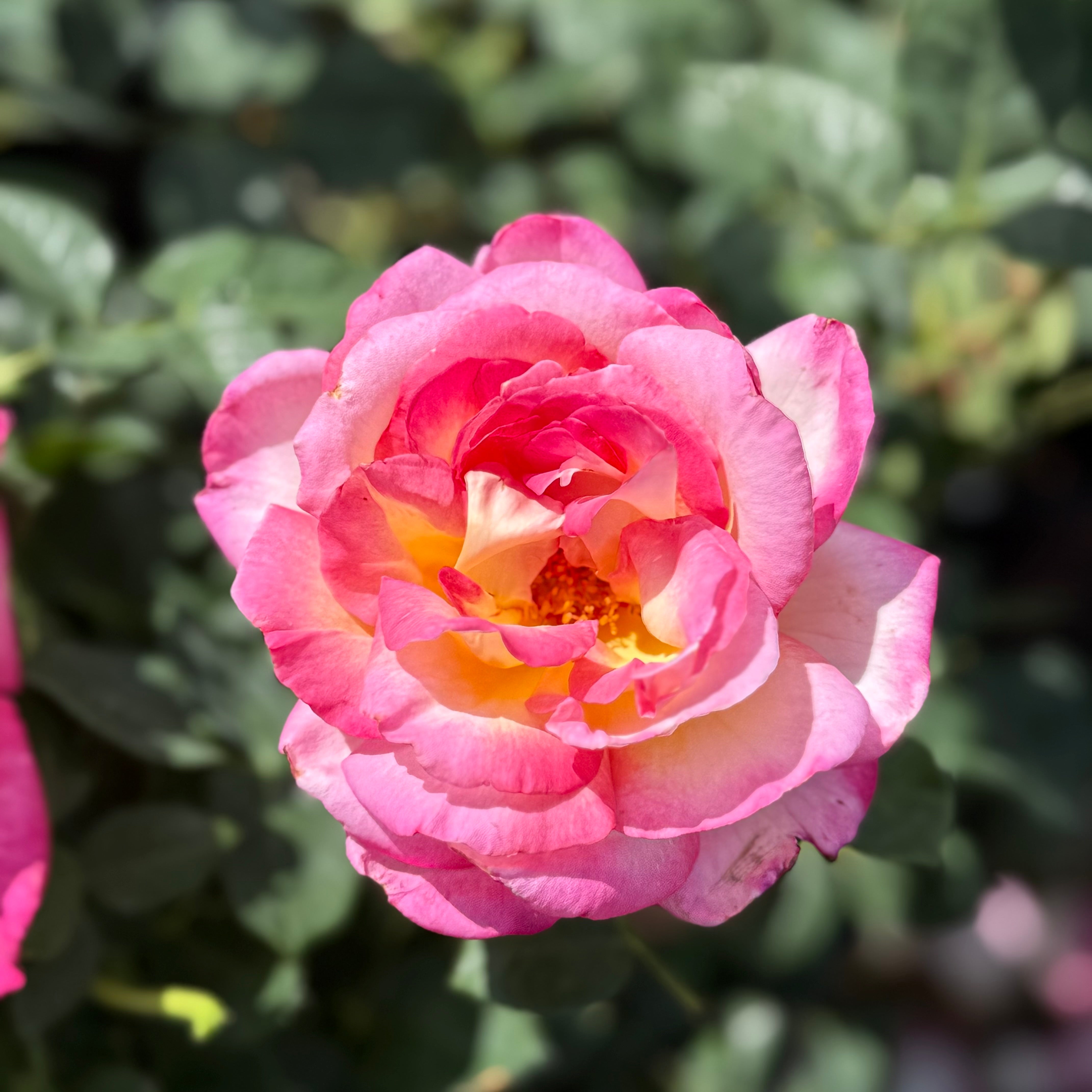 California Dreamin'™ Potted Tree Rose