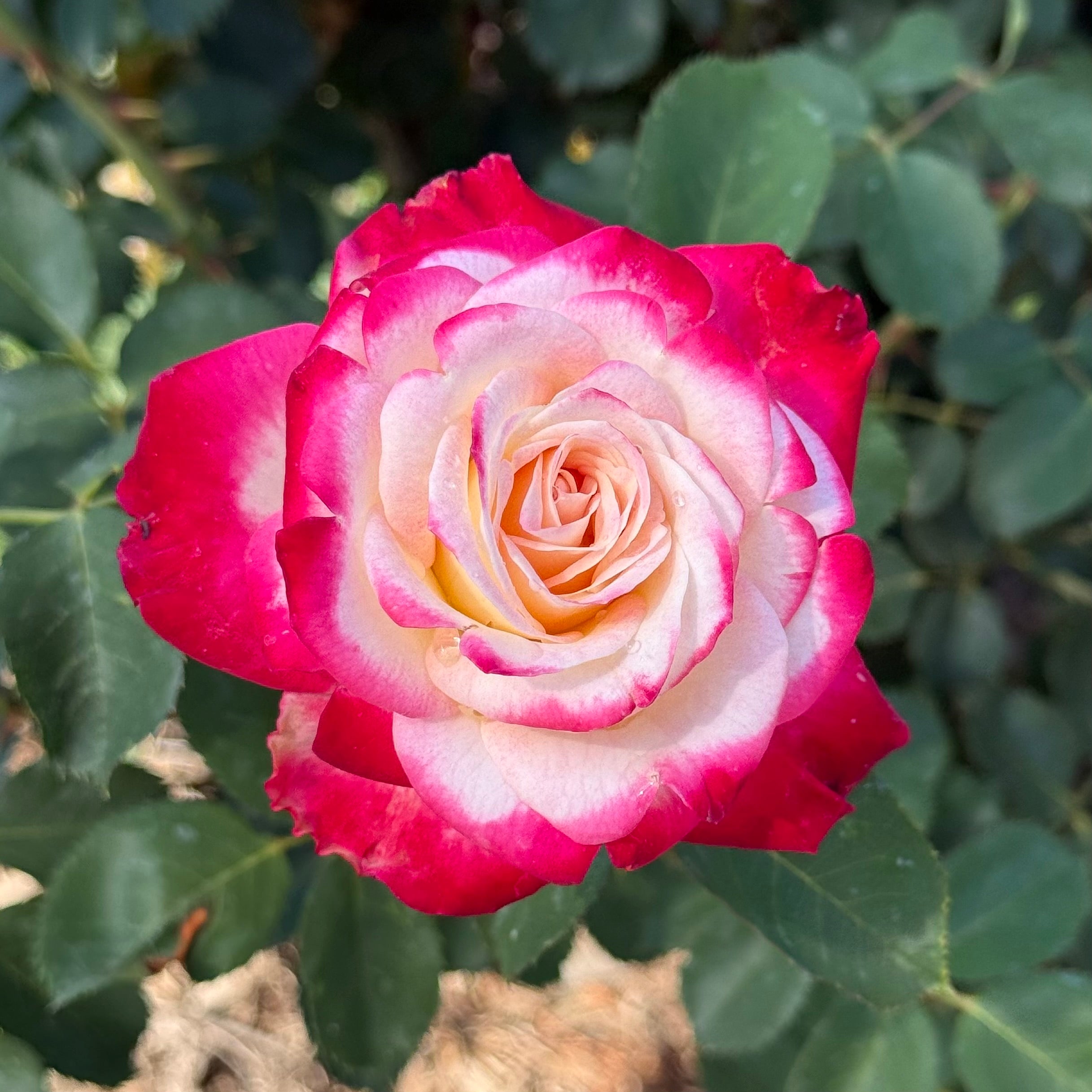 White Lies™ Potted Rose Bush