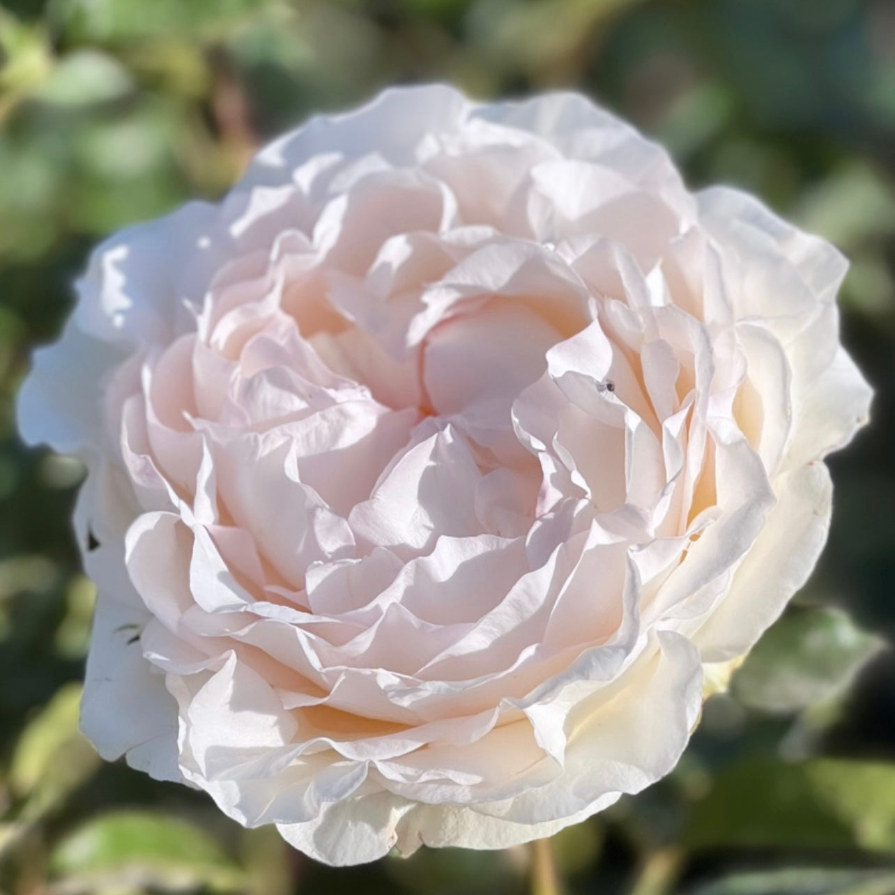 Classic Woman™ Potted Rose Bush