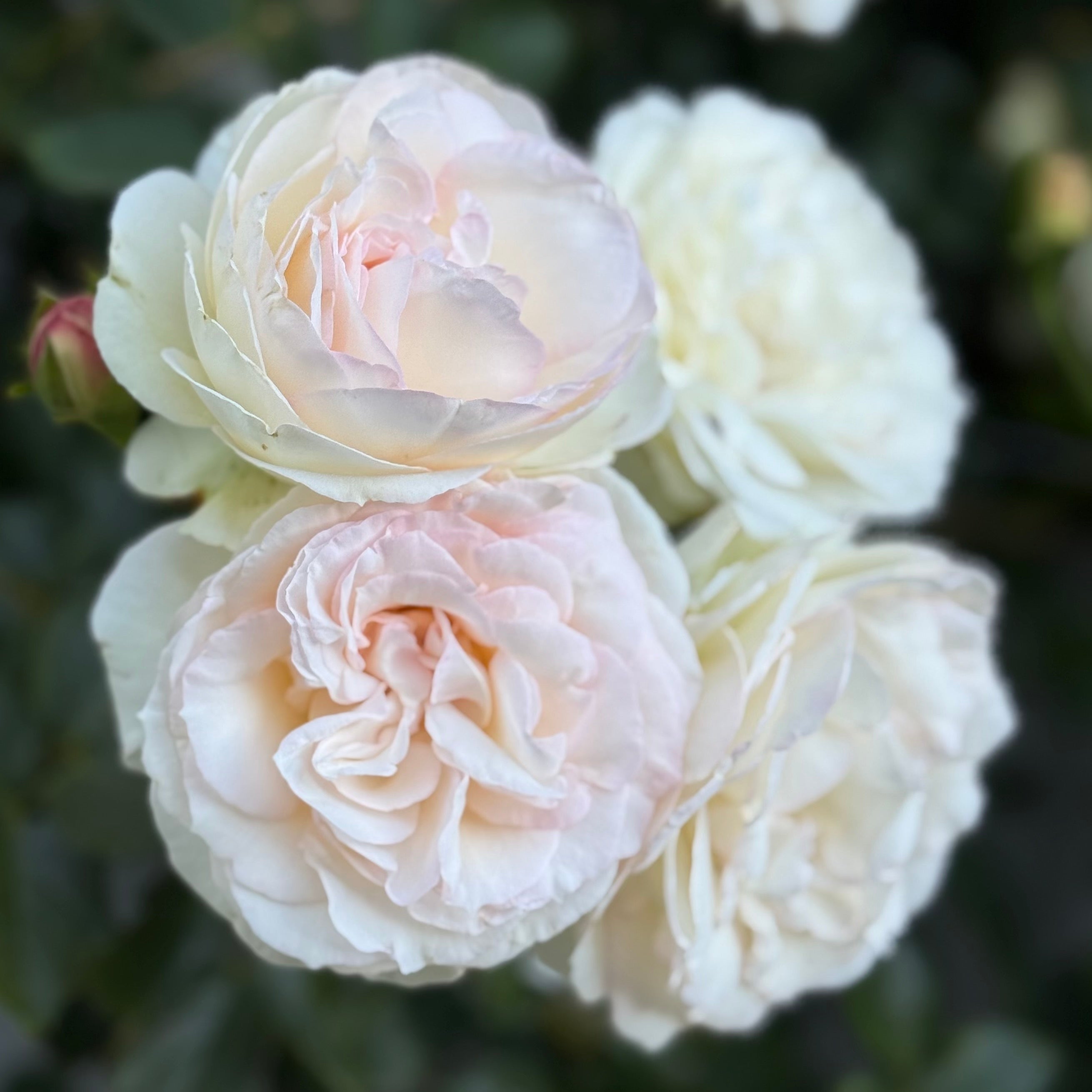 Eden Climber® White Potted Climbing Rose