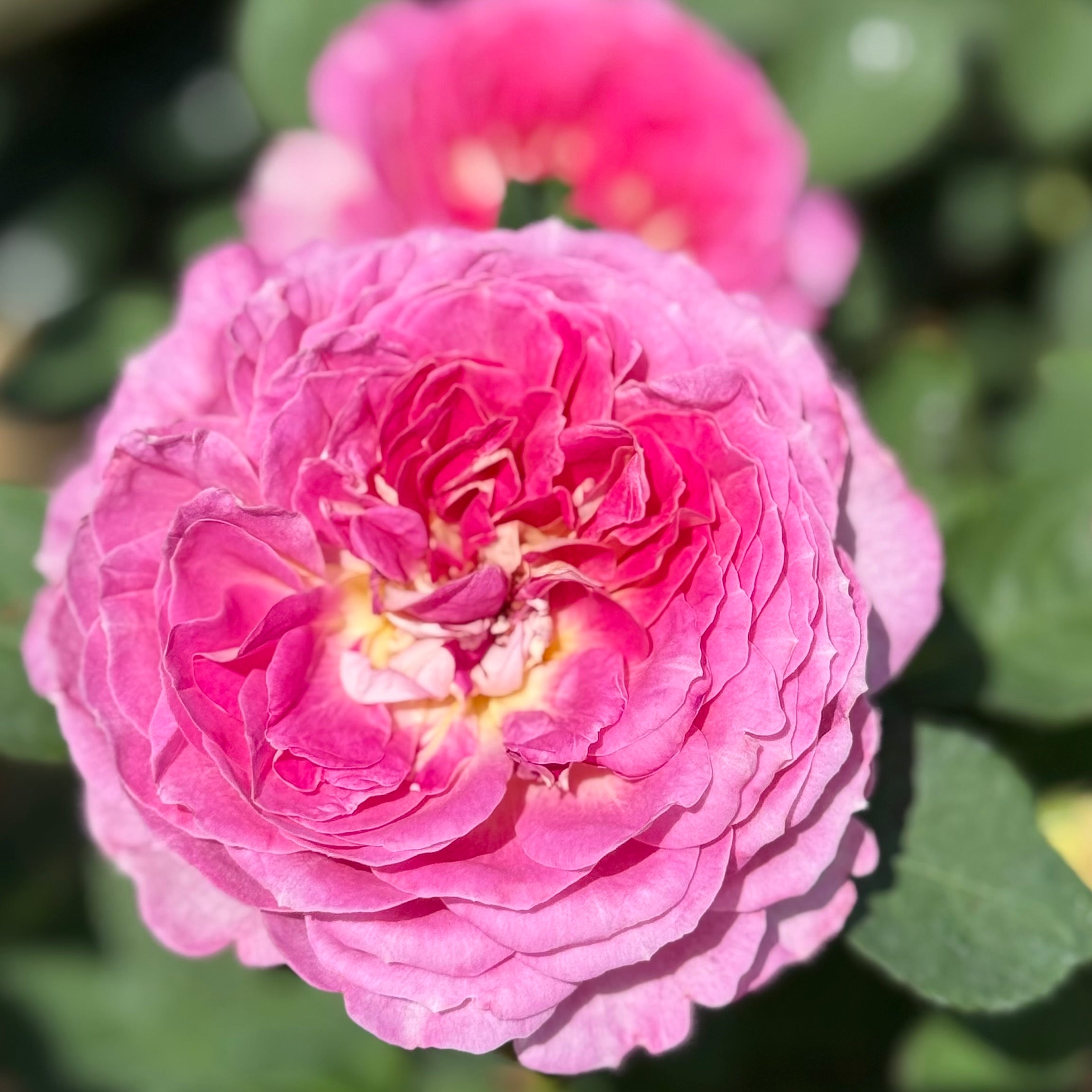 Fashion Forward™ Potted Rose Bush