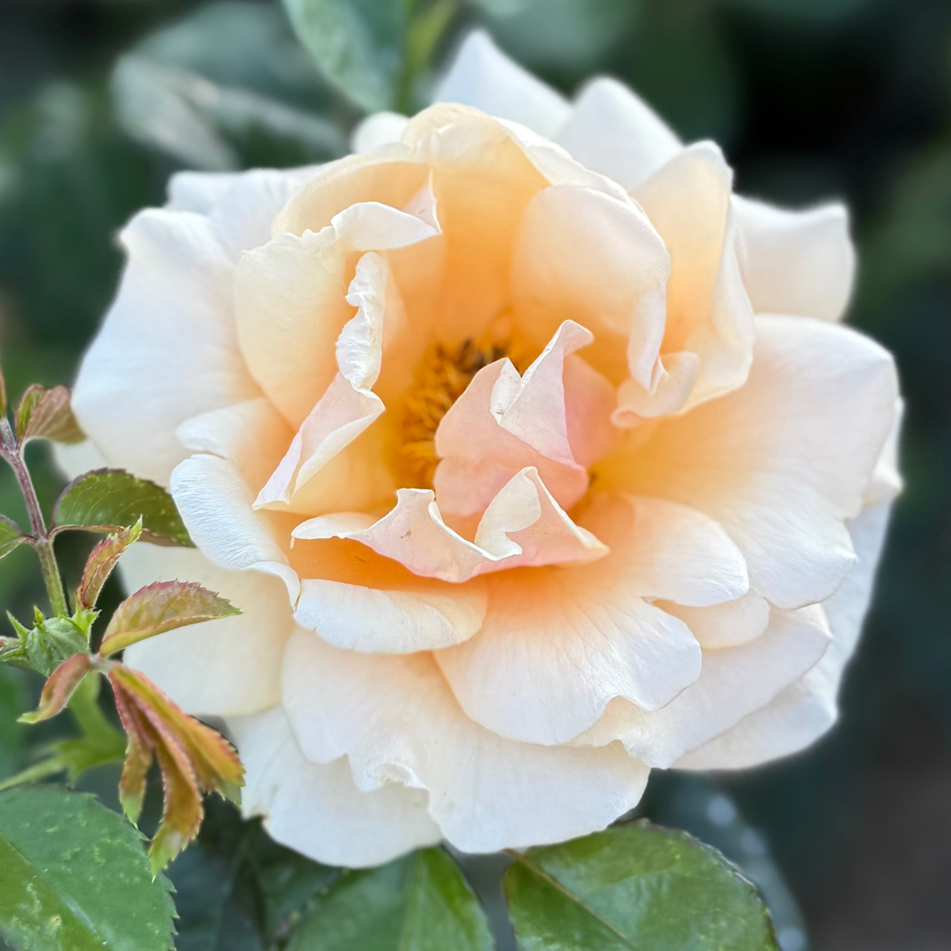 Peach Rose Bushes | Peach And Apricot Glow | Grace Rose Farm – Page 2