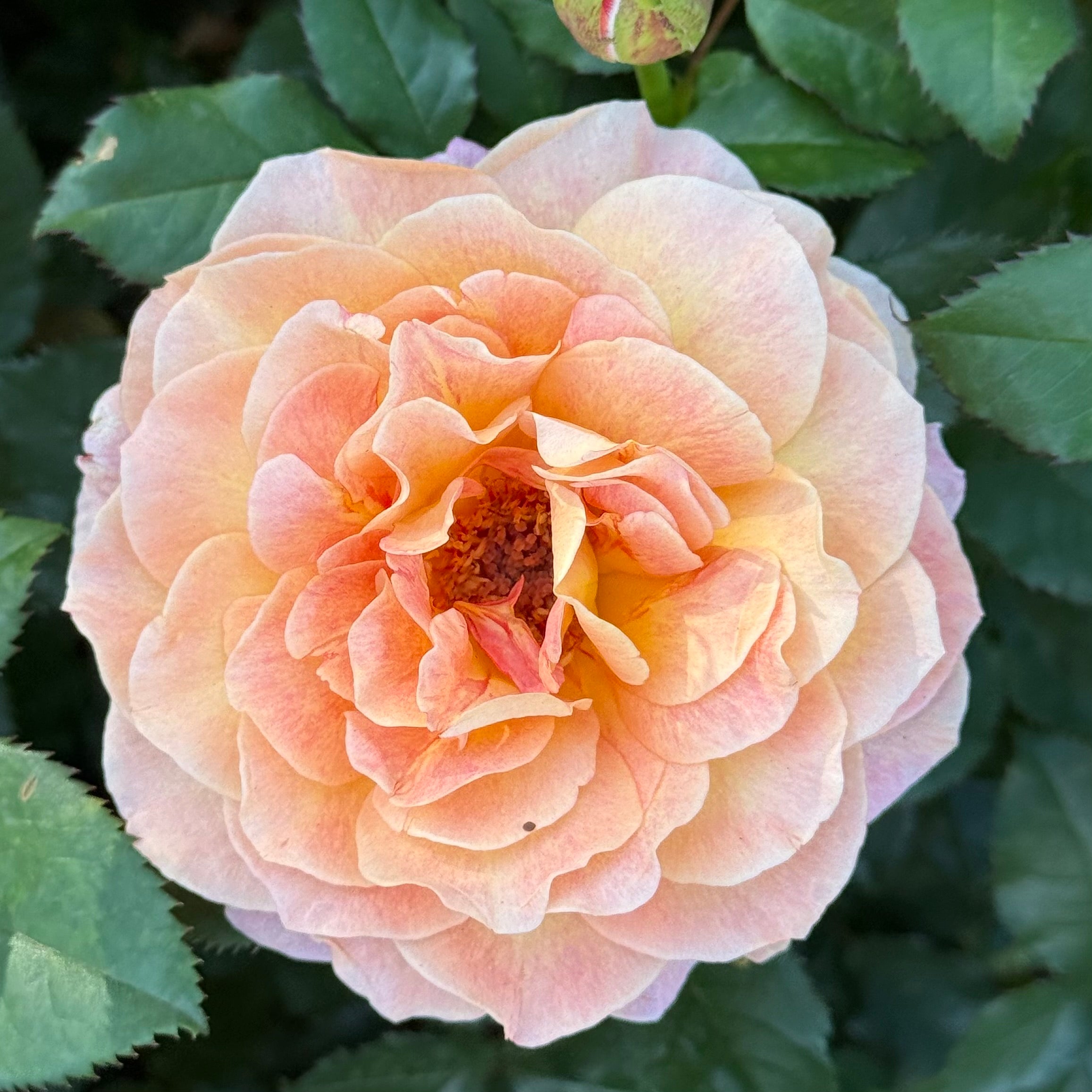 Rosie the Riveter™ Potted Rose Bush