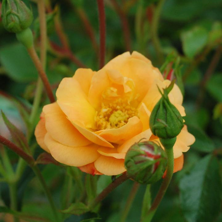 Flower Carpet Amber Potted Rose Bush | Amber Groundcover Rose