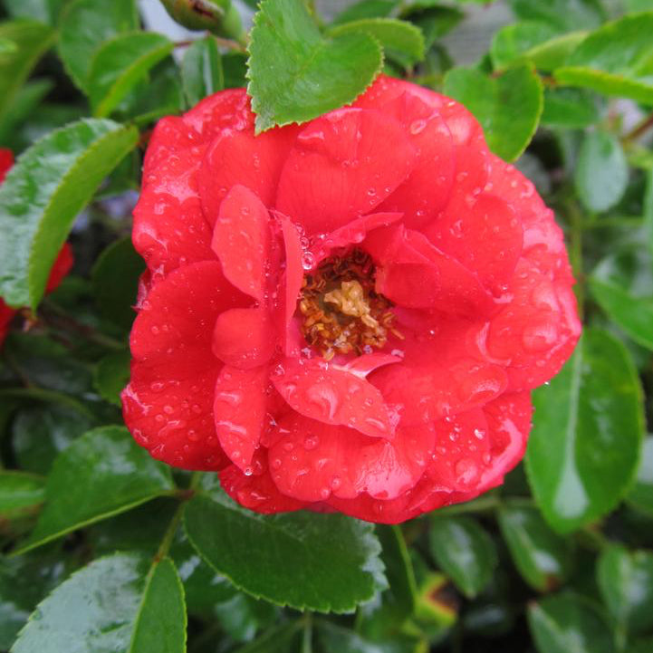 Grace Rose Farm Flower Carpet Rose Bush