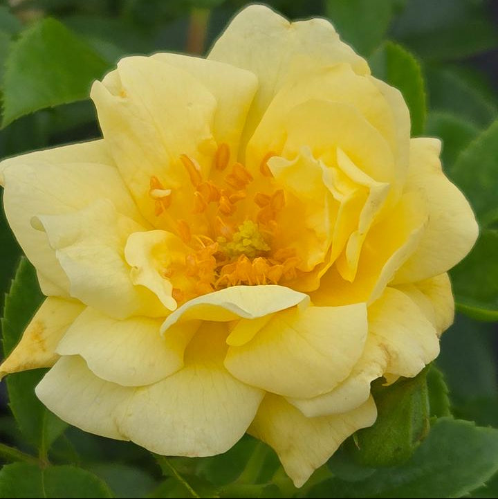Flower Carpet® Yellow Potted Rose Bush