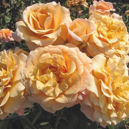 Morning Glow™ Bare Root Rose Bush