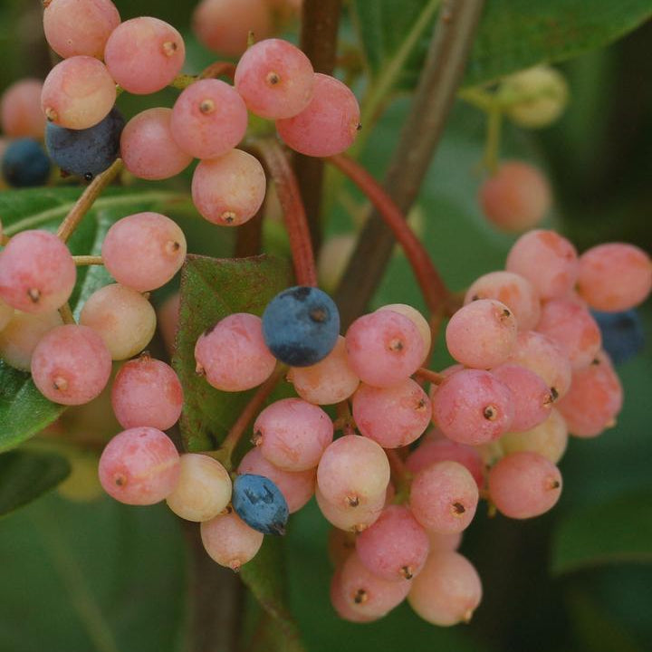 American Beauties® Native Plants Viburnum nudum 'Winterthur' Potted  Viburnum Bush