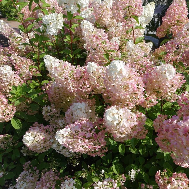 First Editions® Strawberry Sundae® Panicle Hydrangea Bare Root Hydrangea Bush