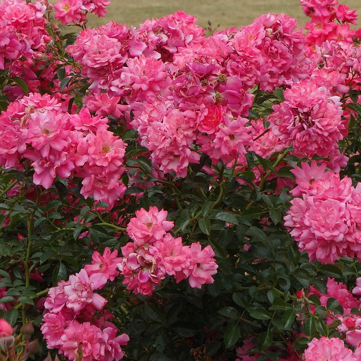Flower Carpet® Pink Supreme Potted Rose Bush