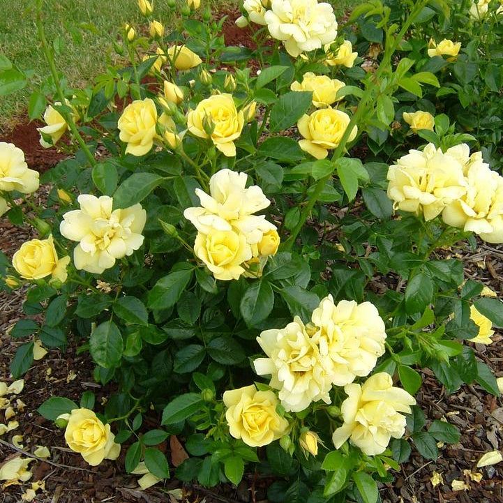 Flower Carpet Yellow Potted Rose Bush | Yellow Groundcover Rose